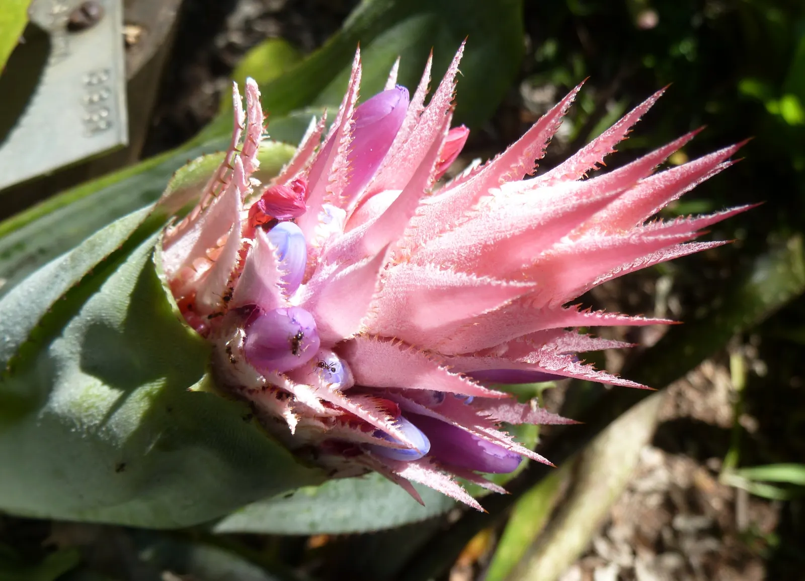 Pink Thistle Bromeliad (Aechmea Fasciata) — Its prominent pink inflorescence, lasting for months, adds vibrant accents to any landscape; horizontal, image 52