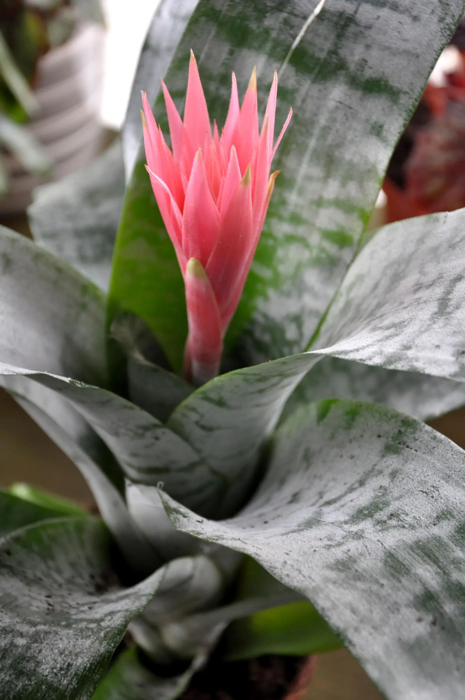 Pink Thistle Bromeliad (Aechmea Fasciata) — this plant boasts a rosette of broad; this robust plant prefers partial shade to filtered light and requires