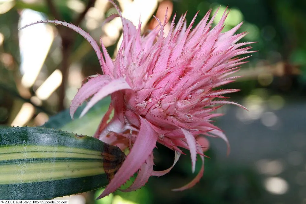 Pink Thistle Bromeliad (Aechmea Fasciata) — silver-green foliage with bands of muted silver and reaches about 18 inches in height and width, image 51