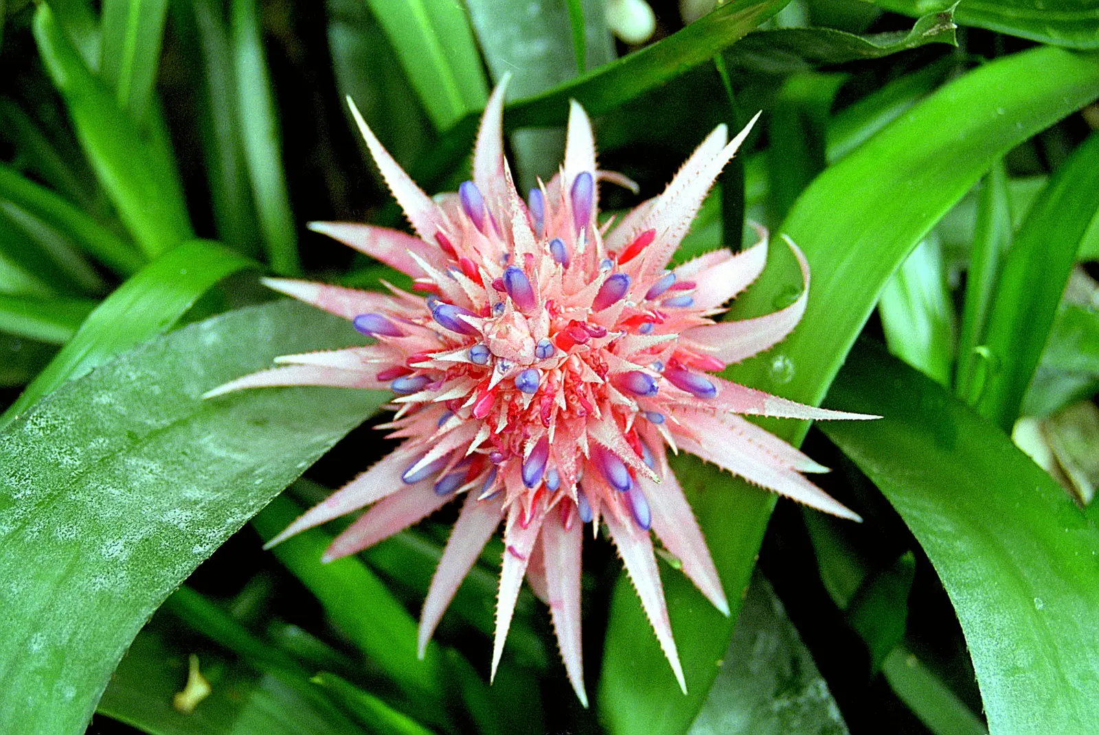 Pink Thistle Bromeliad (Aechmea Fasciata) — with a width of about 3 inches