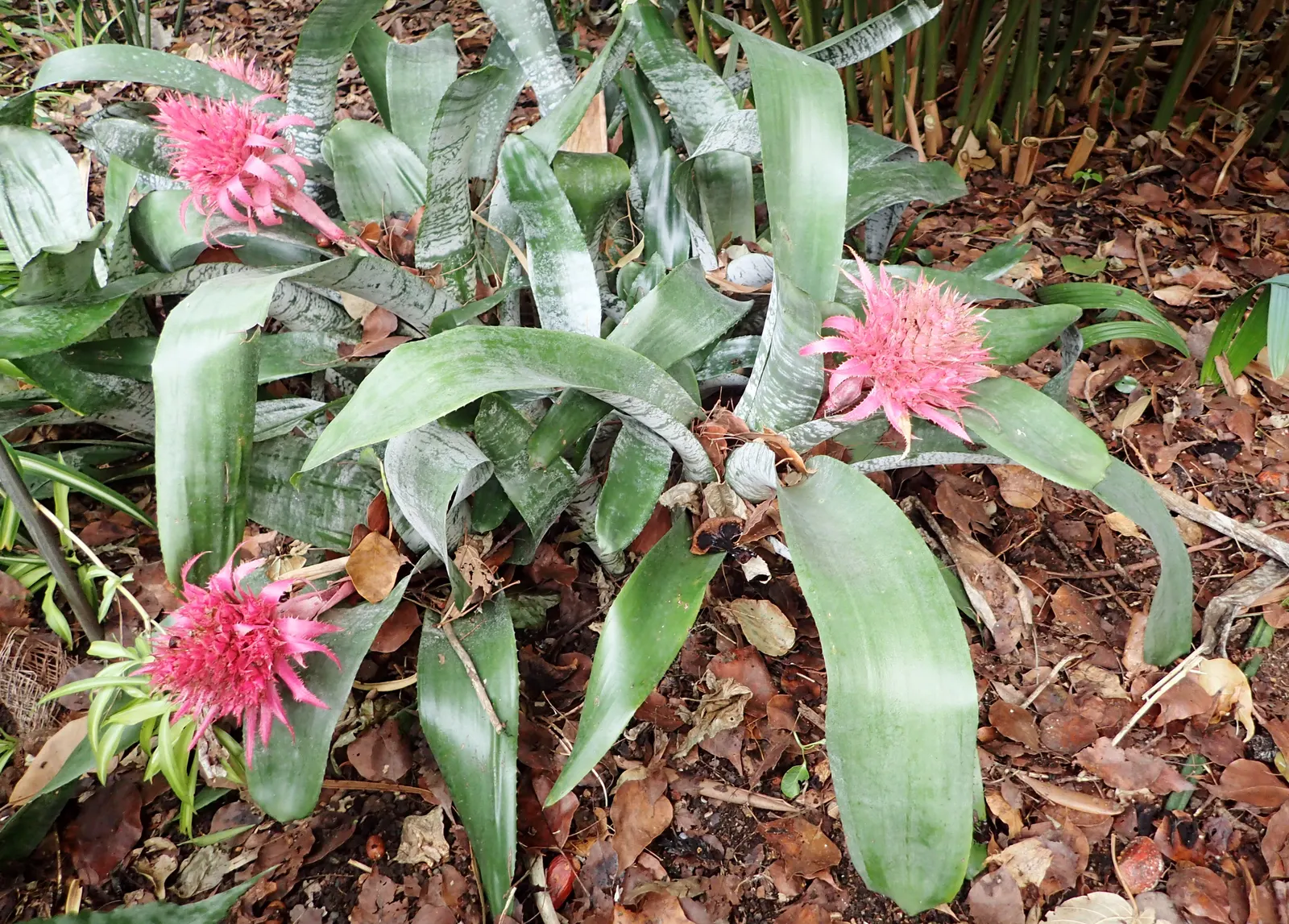 Pink Thistle Bromeliad (Aechmea Fasciata) — this plant boasts a rosette of broad; this robust plant prefers partial shade to filtered light and, image 83