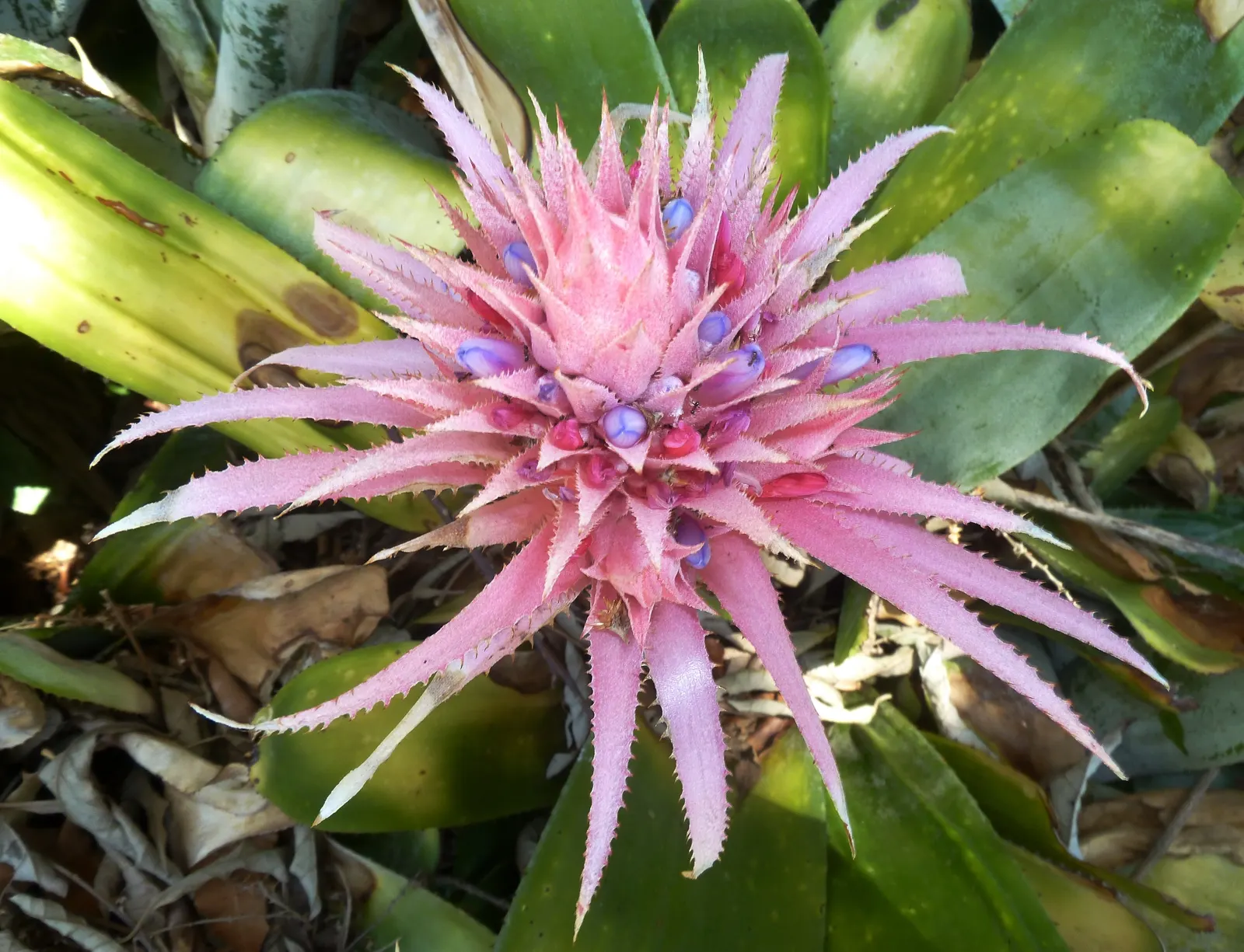 Pink Thistle Bromeliad (Aechmea Fasciata) — Be sure to fill the central "tank" formed by the leaf rosette with water; indirect sunlight and thrives, image 71