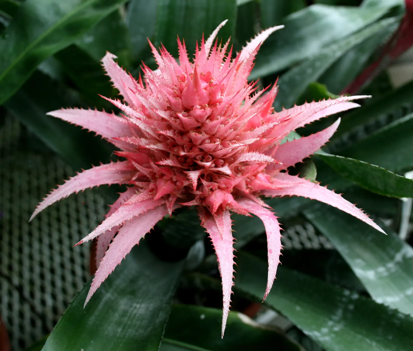 Pink Thistle Bromeliad (Aechmea Fasciata) — is a striking evergreen perennial prized for its ornamental appeal