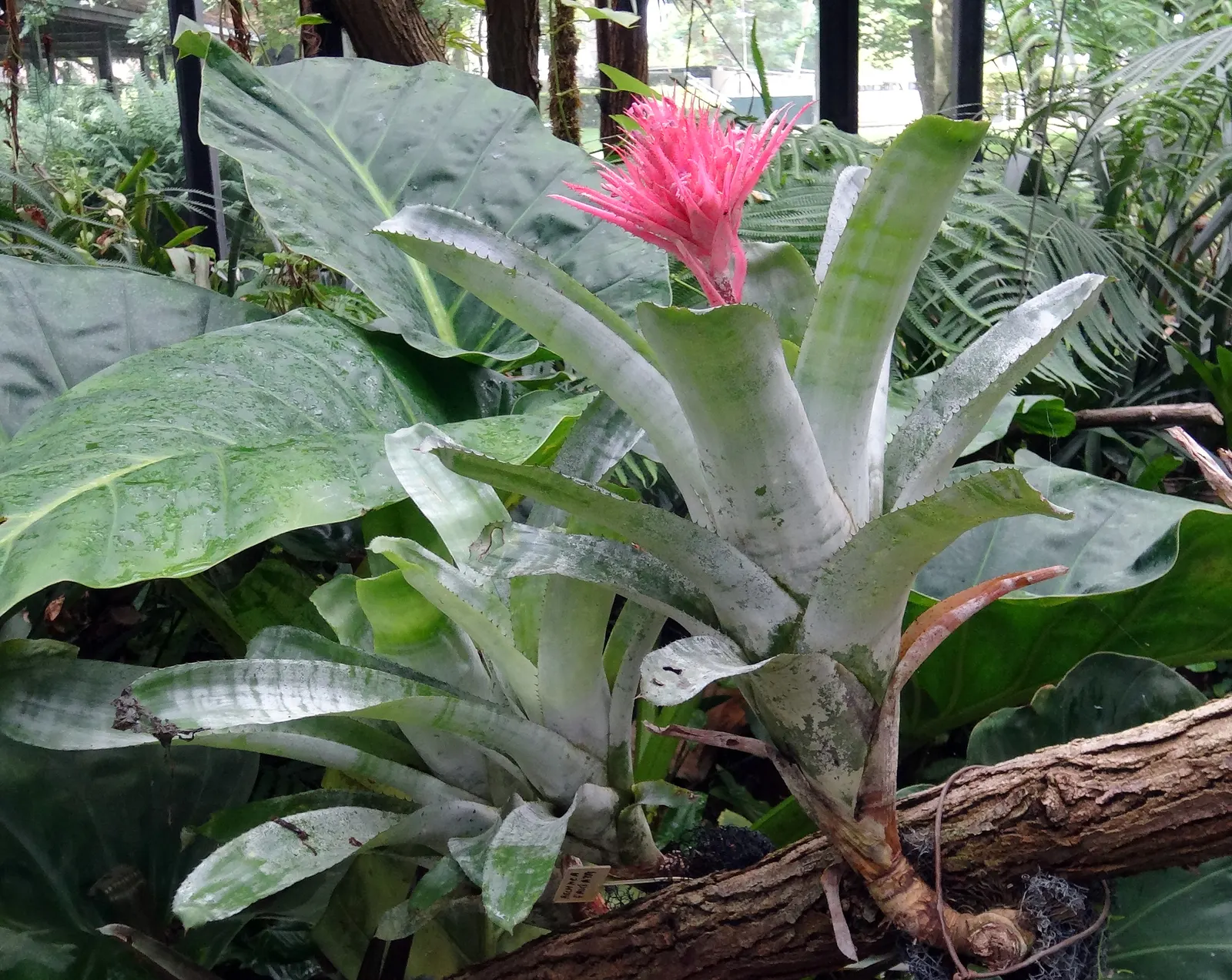 Pink Thistle Bromeliad (Aechmea Fasciata) — This bract can reach a height of 8 to 10 inches, image 38