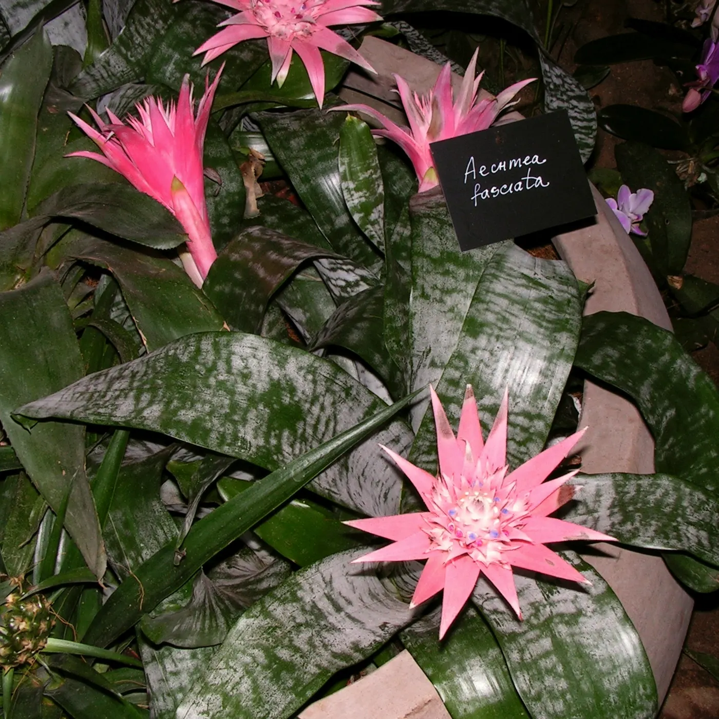Pink Thistle Bromeliad (Aechmea Fasciata) — Provide well-draining soil and allow the potting medium to dry slightly between waterings