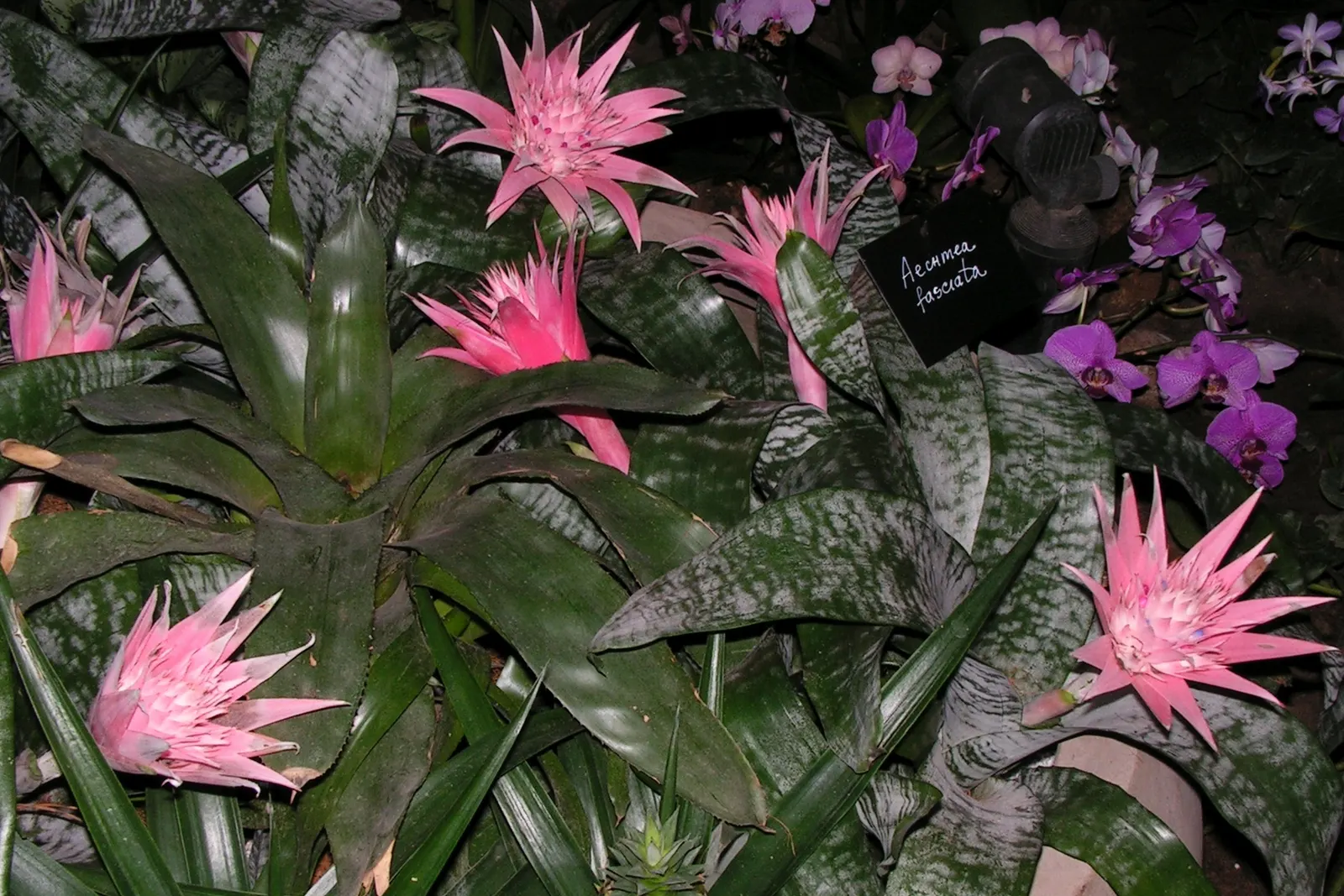 Pink Thistle Bromeliad (Aechmea Fasciata) — succulent for deep shade or shade