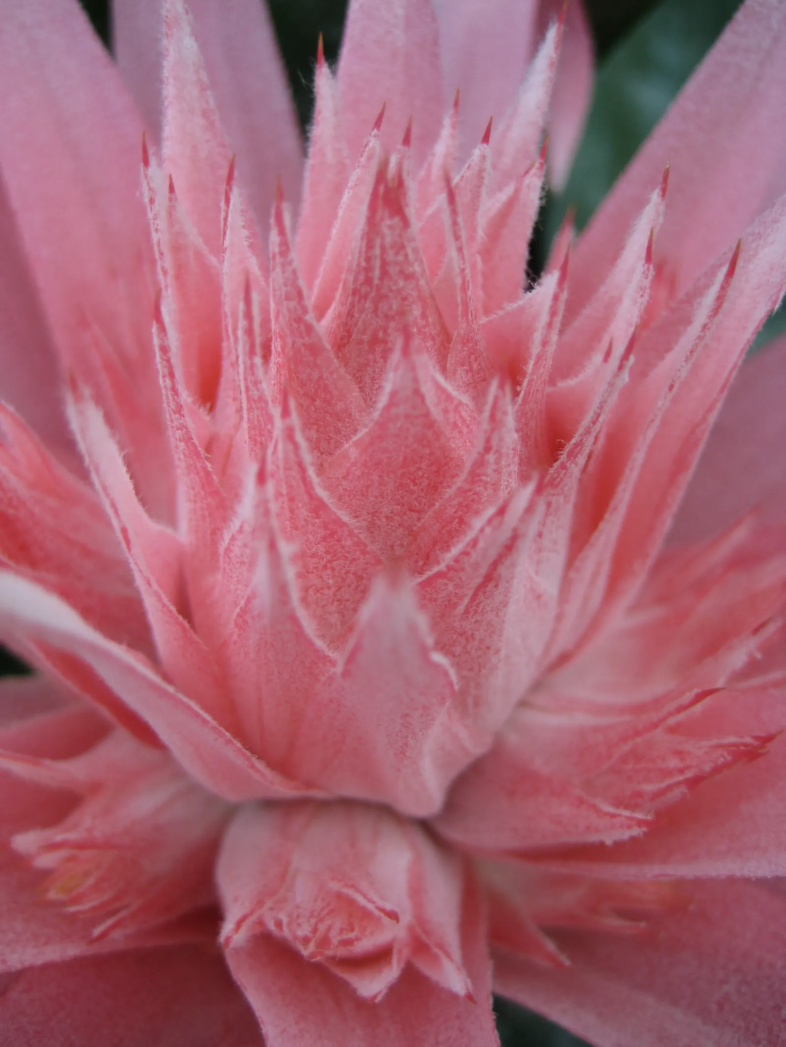 Pink Thistle Bromeliad (Aechmea Fasciata) — and during its long-lasting bloom; provide well-draining soil and allow the potting medium to dry slightly between