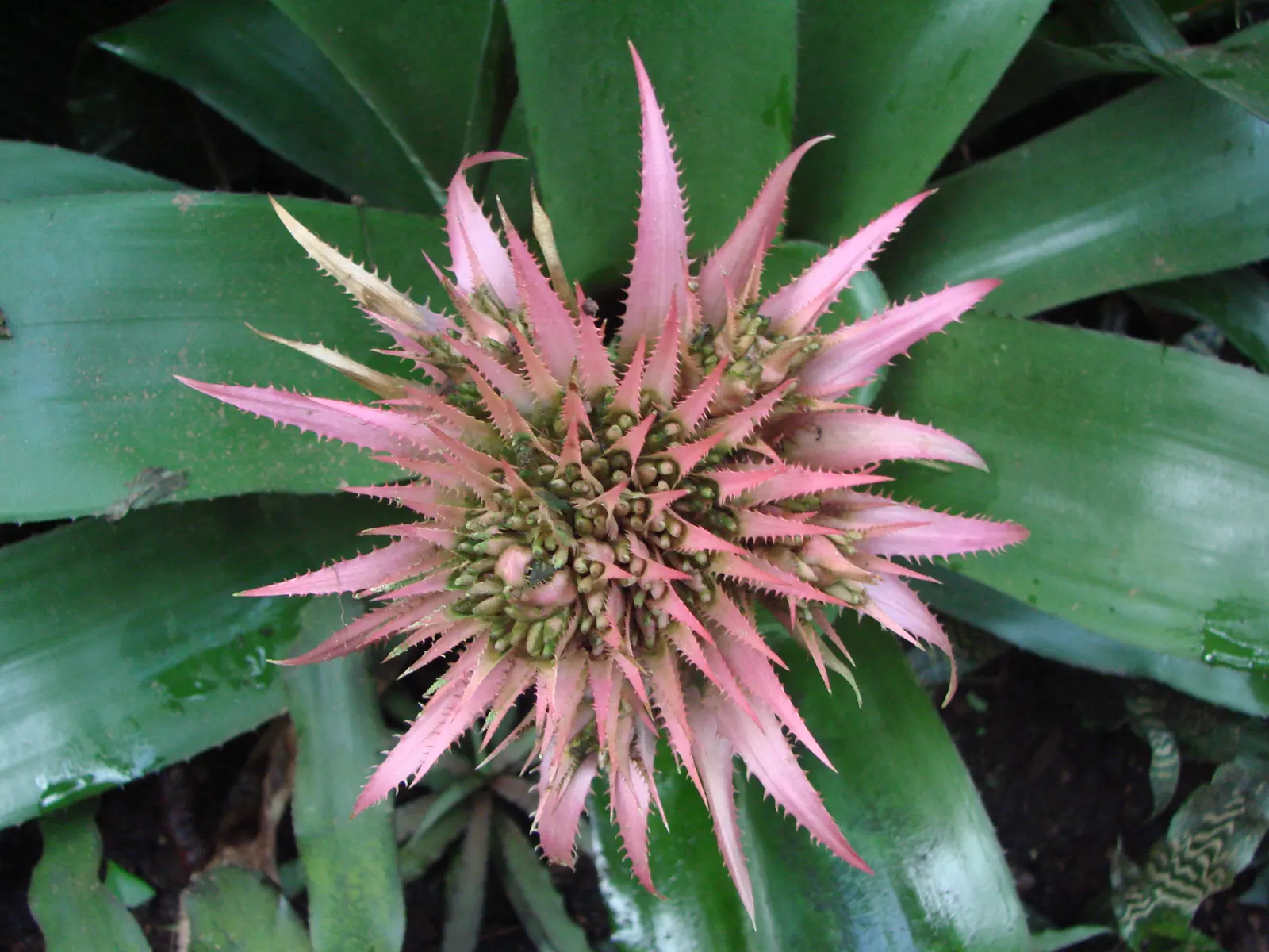 Pink Thistle Bromeliad (Aechmea Fasciata) — which emerges as a spectacular pink bract resembling a thistle; is a striking evergreen perennial, image 87