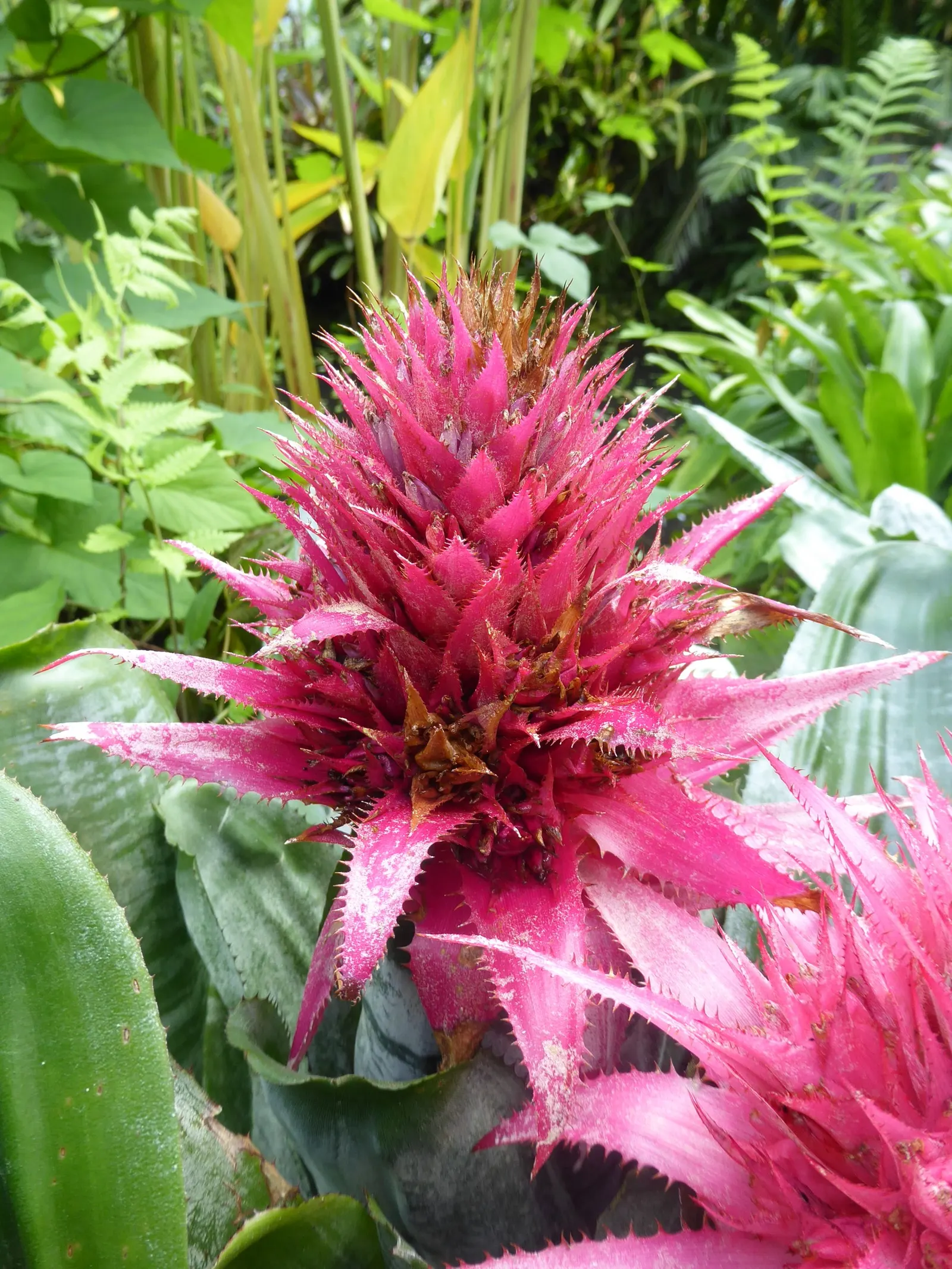 Pink Thistle Bromeliad (Aechmea Fasciata) — Be sure to fill the central "tank" formed by the leaf rosette with water