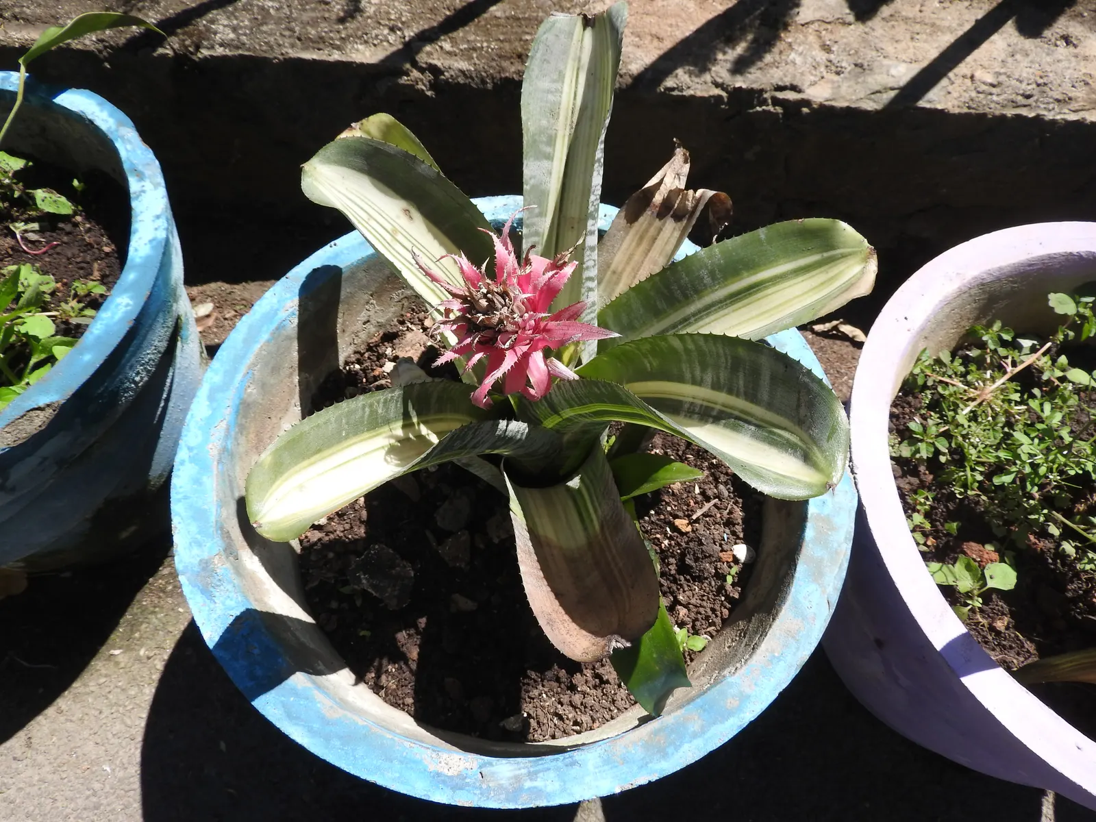 Pink Thistle Bromeliad (Aechmea Fasciata) — This robust plant prefers partial shade to filtered light and requires well-draining soil; aechmea, image 78
