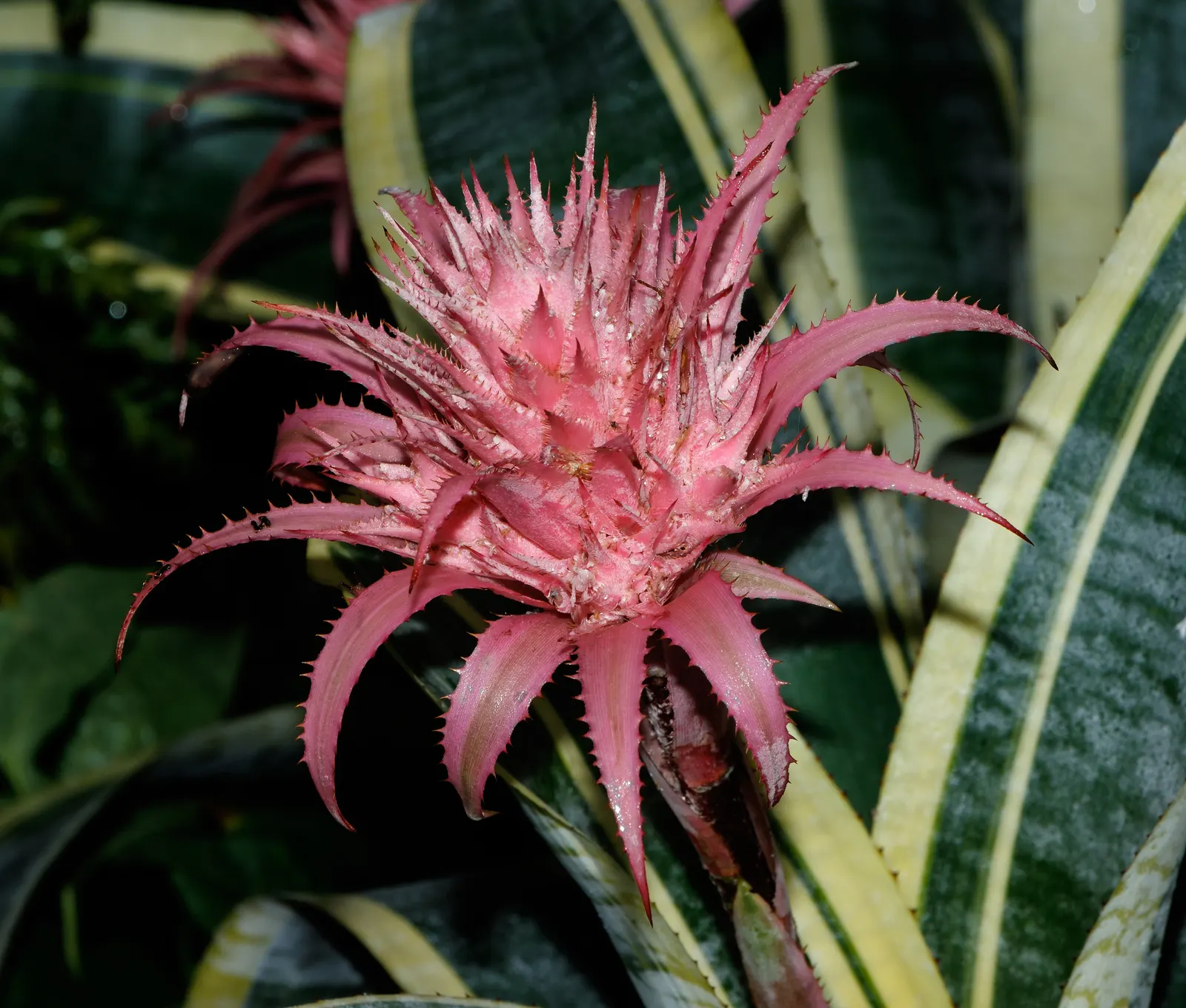 Pink Thistle Bromeliad (Aechmea Fasciata) — scientifically referred to as Aechmea fasciata; hailing from the bromeliad family, image 105