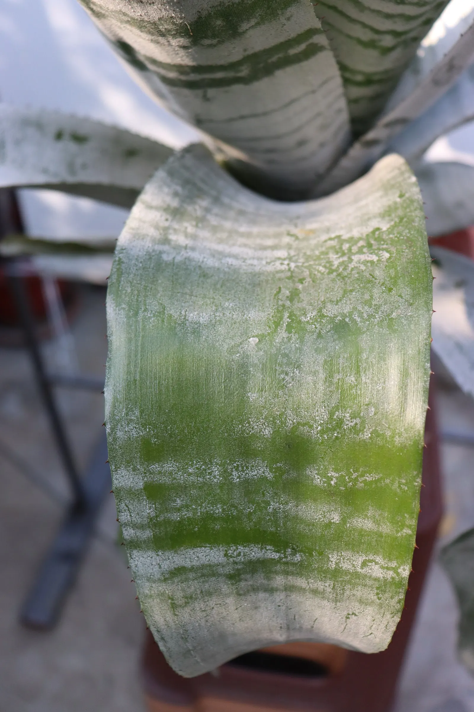 Pink Thistle Bromeliad (Aechmea Fasciata) — scientifically referred to as Aechmea fasciata