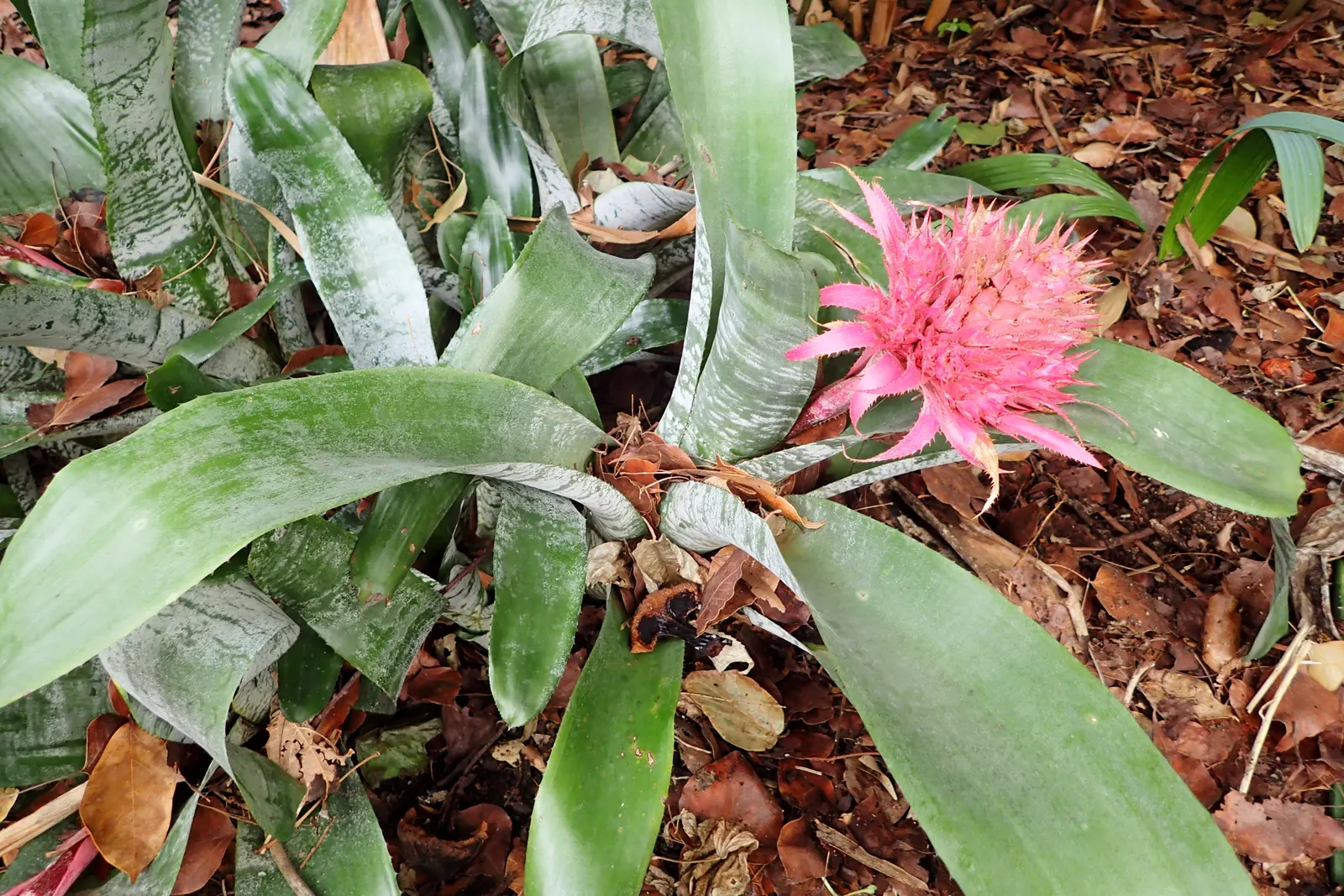 Pink Thistle Bromeliad (Aechmea Fasciata) — and during its long-lasting bloom; provide well-draining soil and allow the potting medium to dry, image 64