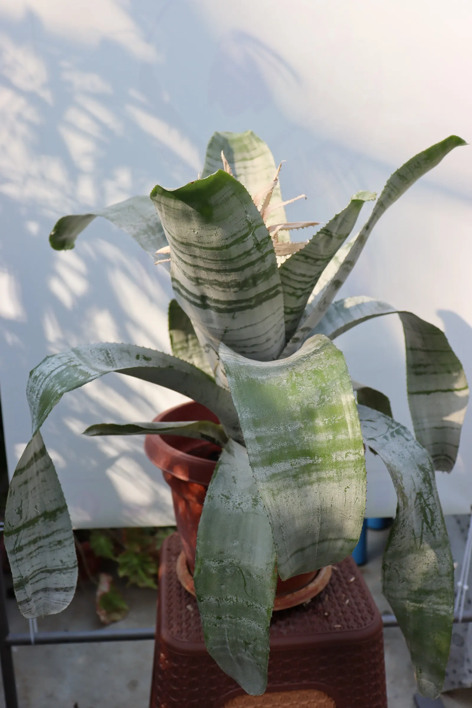 Pink Thistle Bromeliad (Aechmea Fasciata) — is a striking evergreen perennial prized for its ornamental appeal; and during its long-lasting bloom