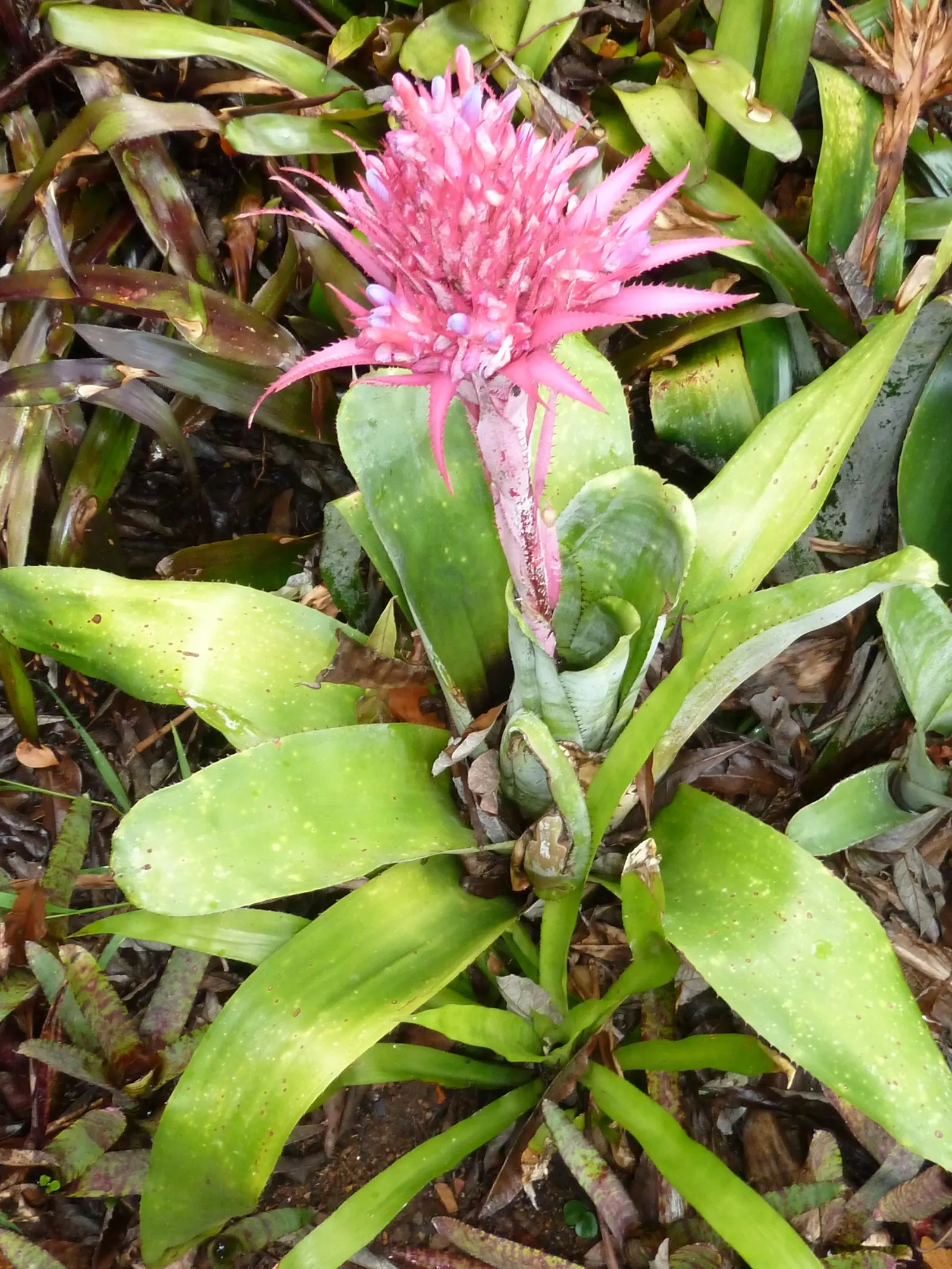 Pink Thistle Bromeliad (Aechmea Fasciata) — The inflorescence provides a dramatic focal point within a landscape.<br><br>Easy to maintain; it produces small