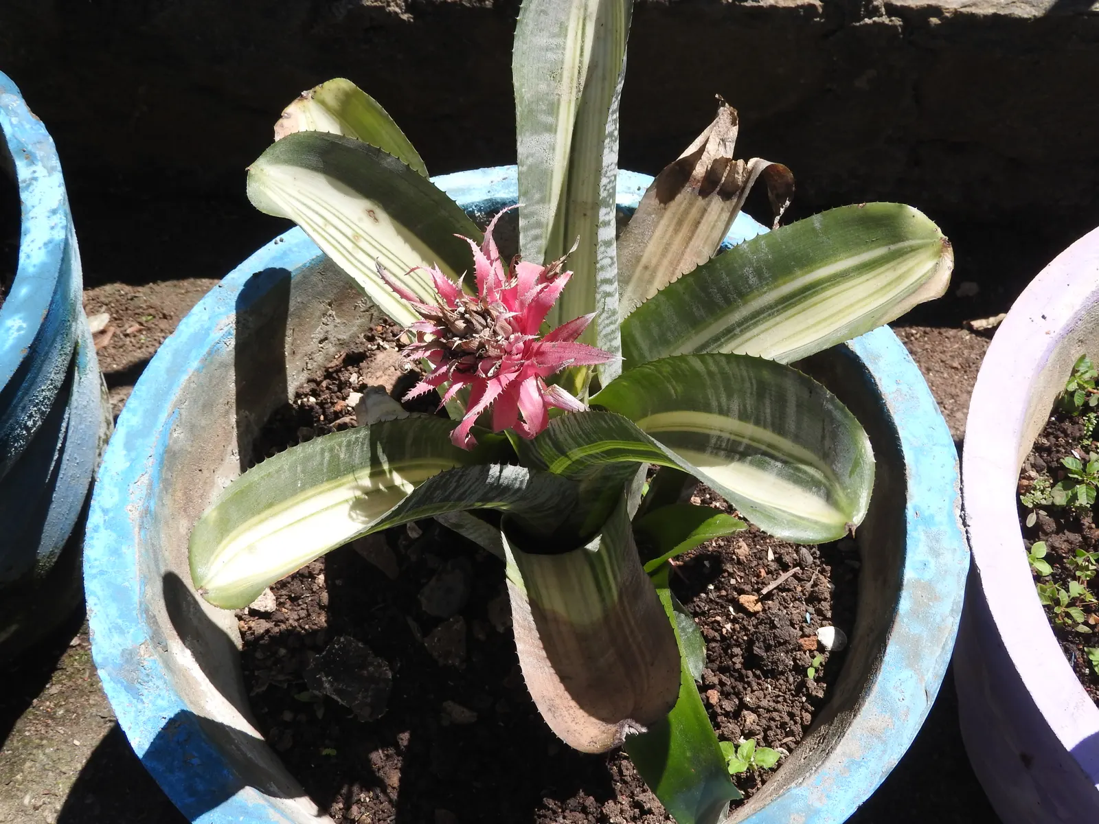 Pink Thistle Bromeliad (Aechmea Fasciata) — pink and red flowers in the garden; this plant boasts a rosette of broad