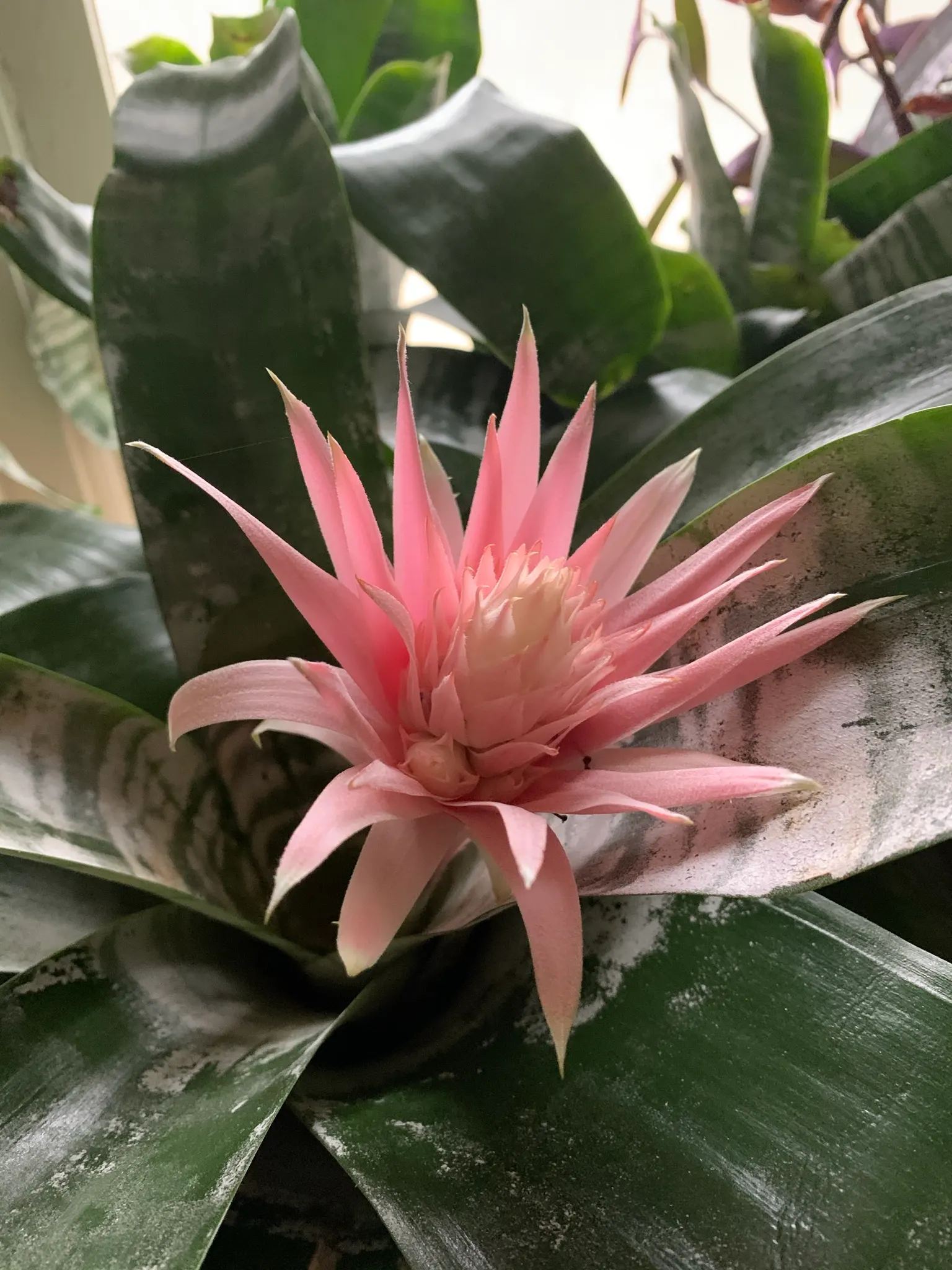 Pink Thistle Bromeliad (Aechmea Fasciata) — typically between 2 to 4 months
