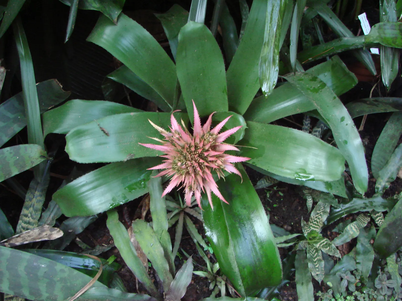 Pink Thistle Bromeliad (Aechmea Fasciata) — Aechmea fasciata serves as an excellent ground cover or a stunning accent in rock gardens or tropical, image 97