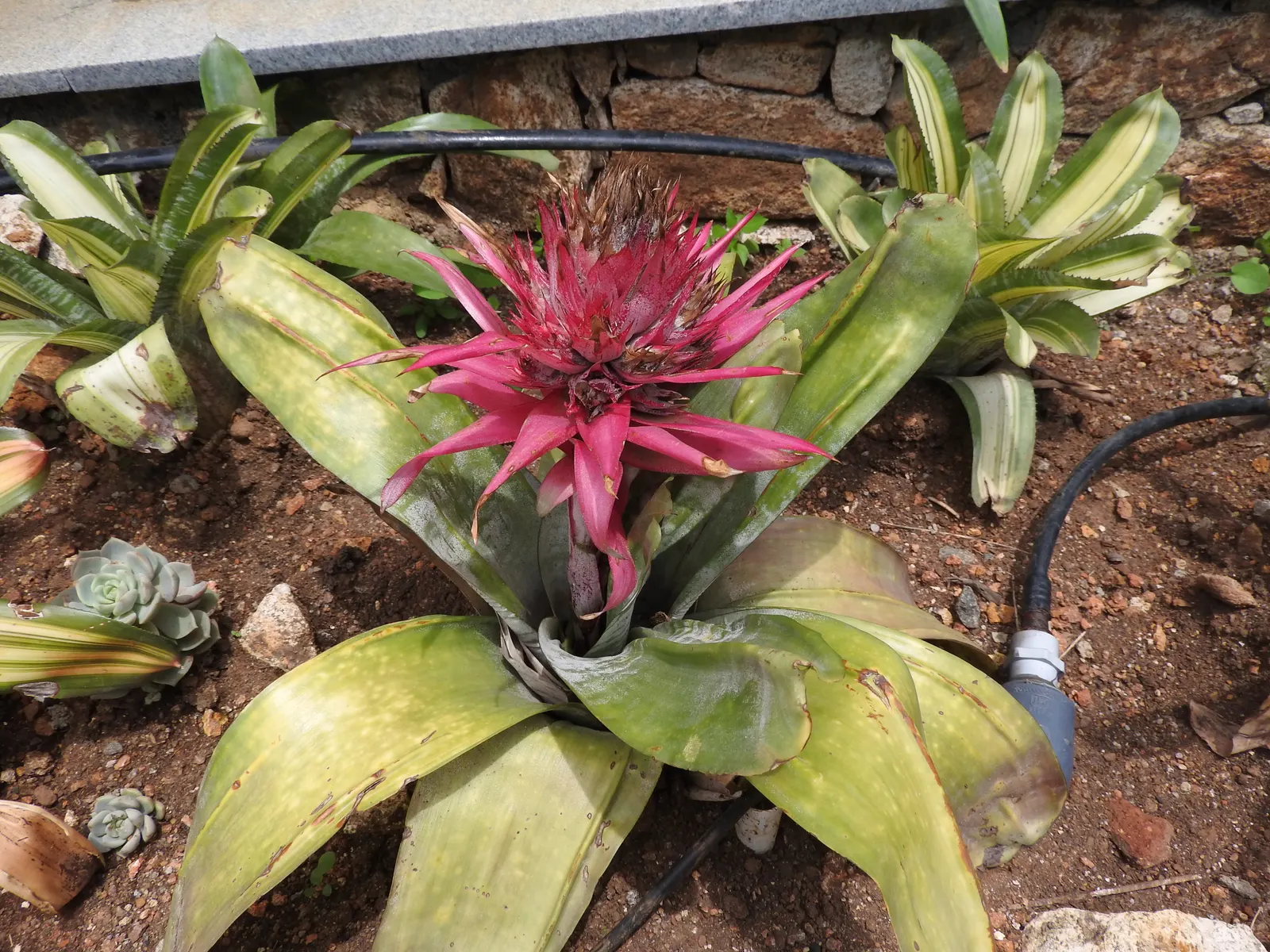 Pink Thistle Bromeliad (Aechmea Fasciata) — This bract can reach a height of 8 to 10 inches, image 88