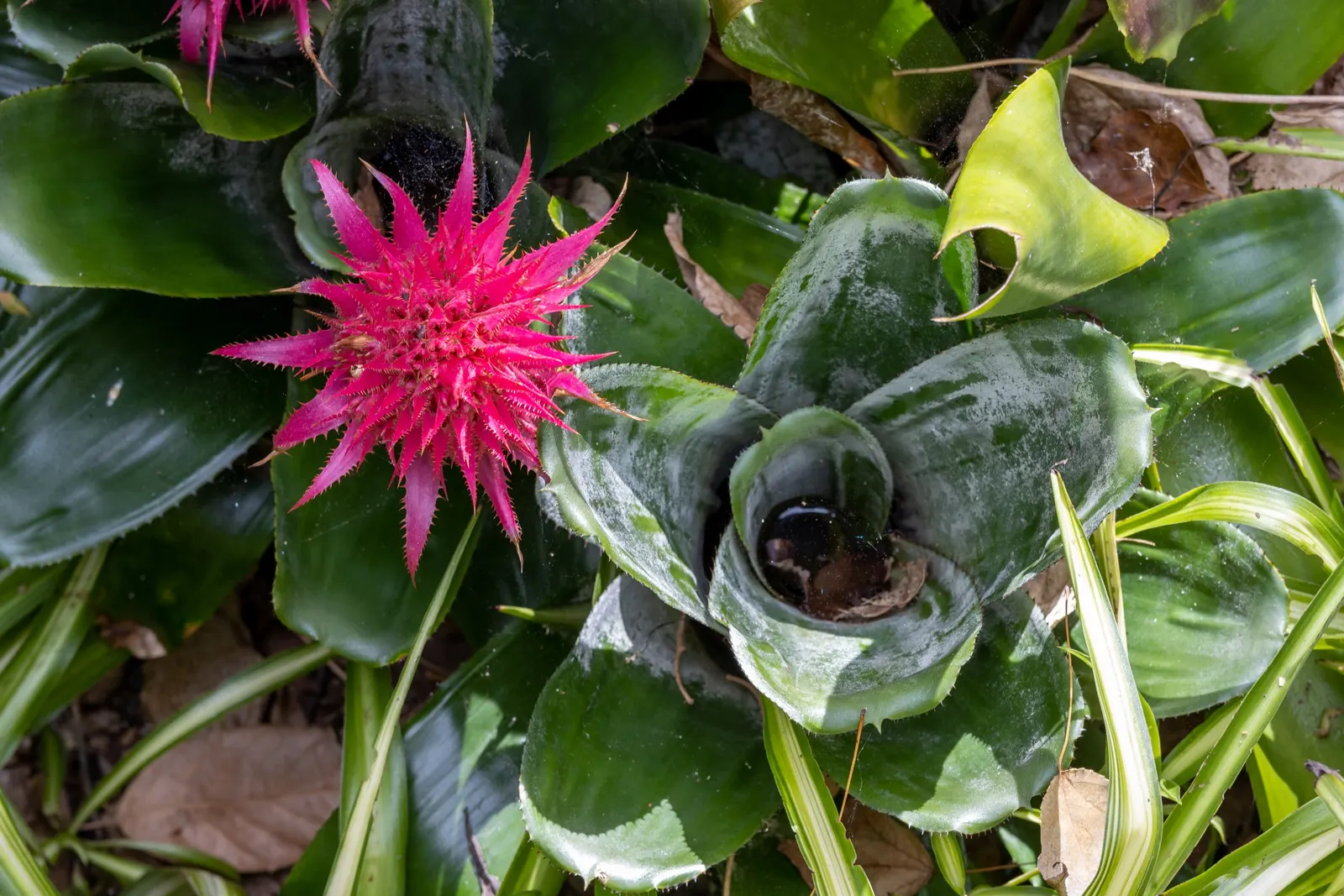 Pink Thistle Bromeliad (Aechmea Fasciata) — Suitable for USDA zones 10-11, it makes an exotic, low-maintenance statement in temperate garden, image 104