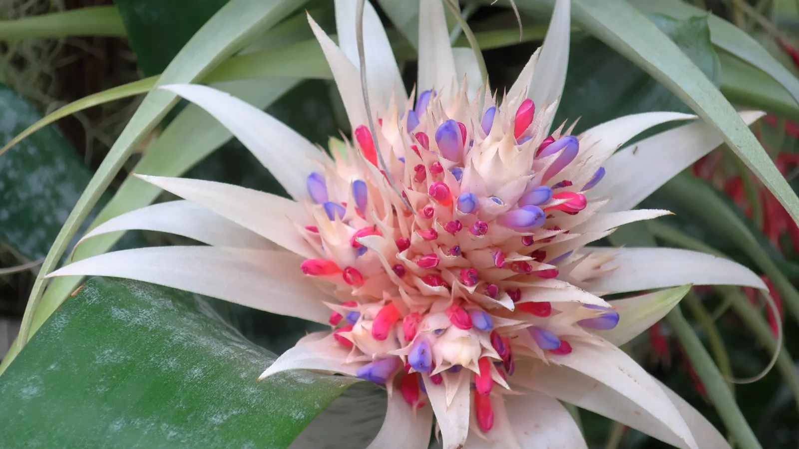 Pink Thistle Bromeliad (Aechmea Fasciata) — horizontal banding pattern.<br><br>The plant\'s most remarkable feature is its stunning inflorescence, image 61