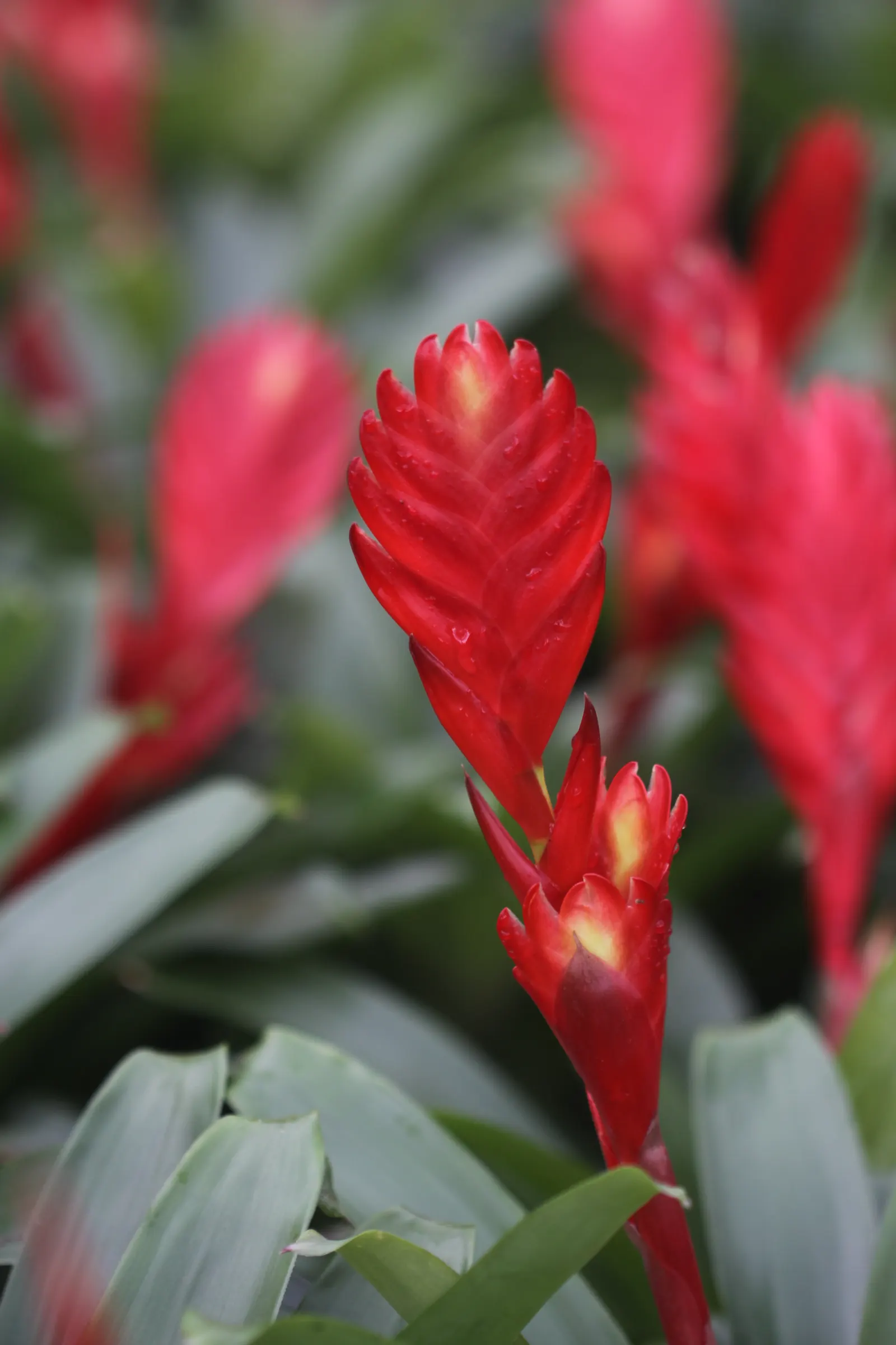 Pink Thistle Bromeliad (Aechmea Fasciata) — pink and red flowers in the garden; this plant boasts a rosette of broad, image 73