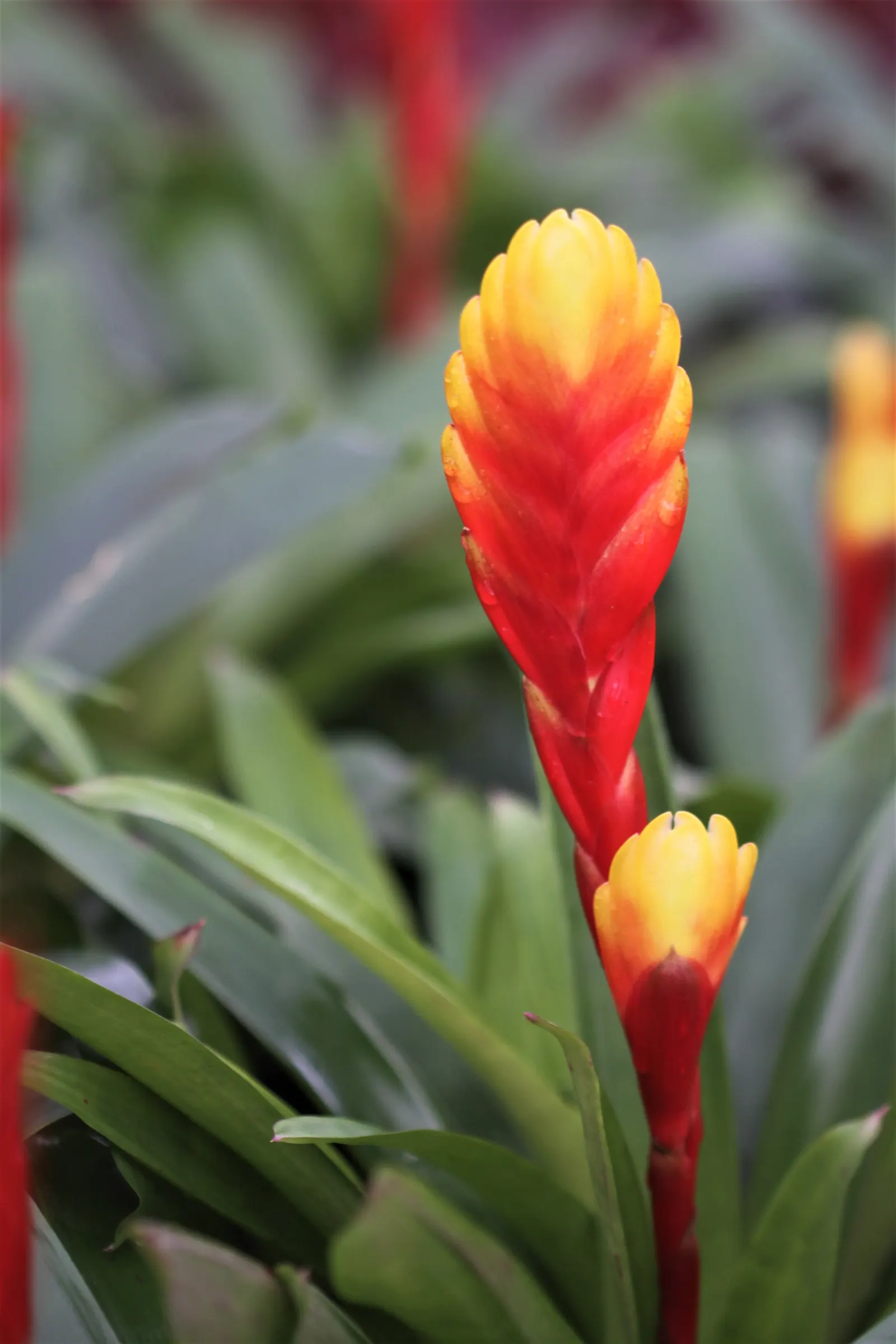 Pink Thistle Bromeliad (Aechmea Fasciata) — succulent for deep shade or shade; aechmea fasciata serves as an excellent ground cover or a stunning accent in