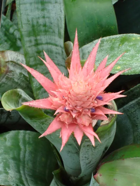 Pink Thistle Bromeliad (Aechmea Fasciata) — silver-green foliage with bands of muted silver and reaches about 18 inches in height and width, image 101