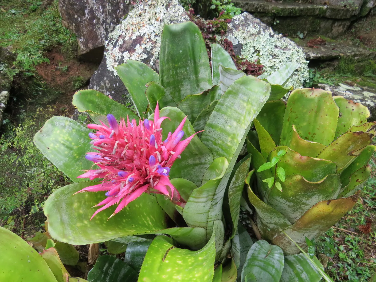 Pink Thistle Bromeliad (Aechmea Fasciata) — Aechmea fasciata serves as an excellent ground cover or a stunning accent in rock gardens or tropical, image 72