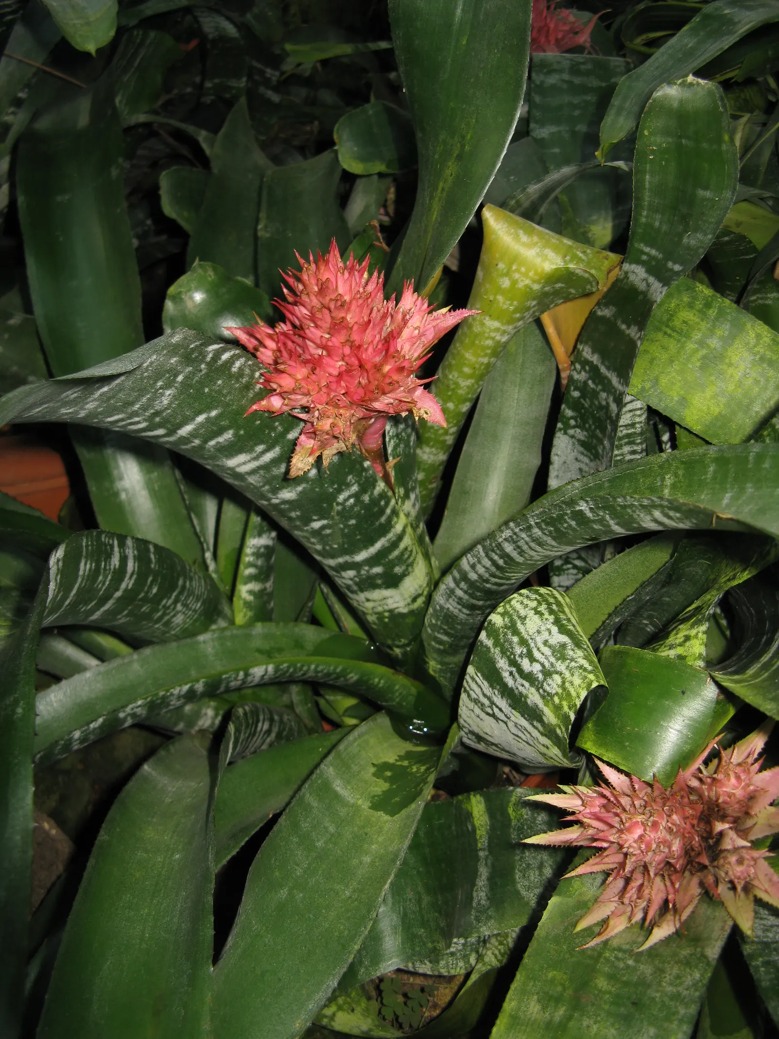 Pink Thistle Bromeliad (Aechmea Fasciata) — Its prominent pink inflorescence, lasting for months, adds vibrant accents to any landscape