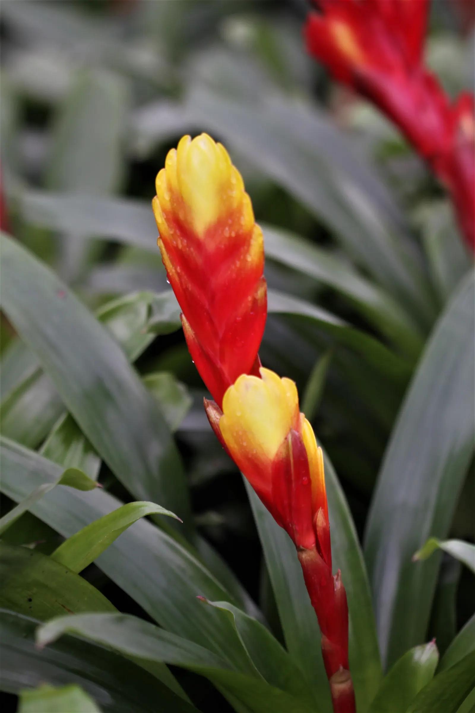 Pink Thistle Bromeliad (Aechmea Fasciata) — this plant boasts a rosette of broad