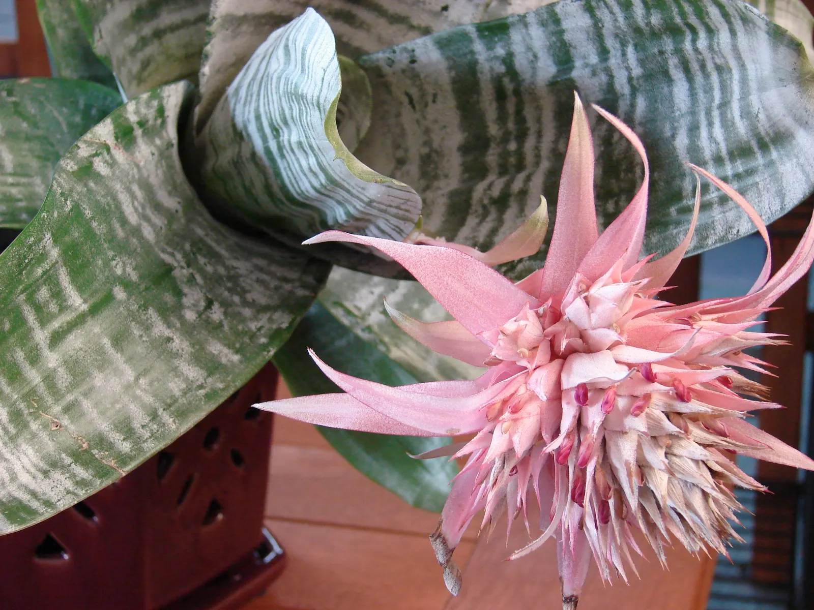 Pink Thistle Bromeliad (Aechmea Fasciata) — it produces small lavender or bluish flowers; leathery leaves that typically span up to 18 inches in length
