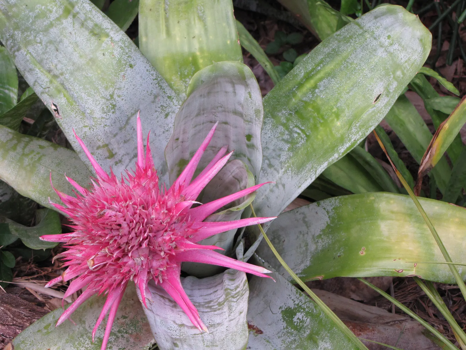 Pink Thistle Bromeliad (Aechmea Fasciata) — The inflorescence provides a dramatic focal point within a landscape.<br><br>Easy to maintain