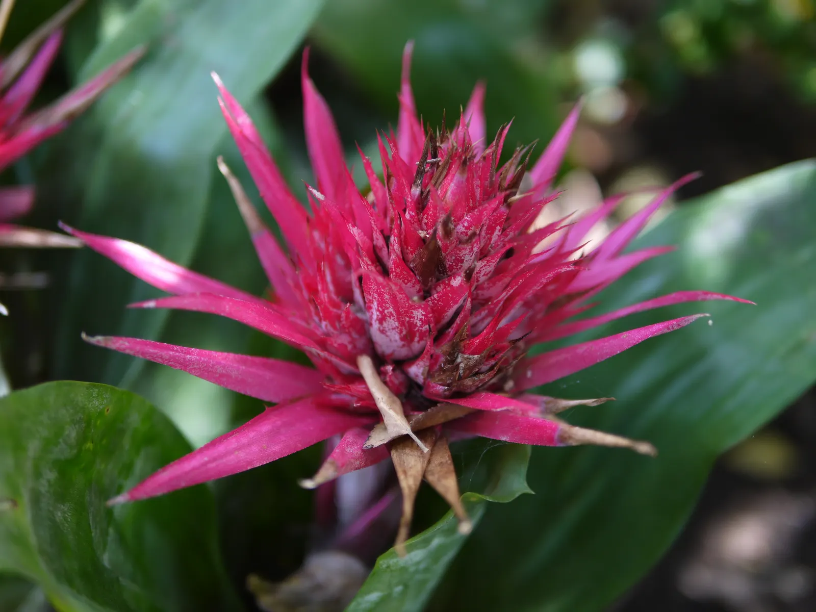 Pink Thistle Bromeliad (Aechmea Fasciata) — succulent with pink and red blooms; typically between 2 to 4 months, image 74