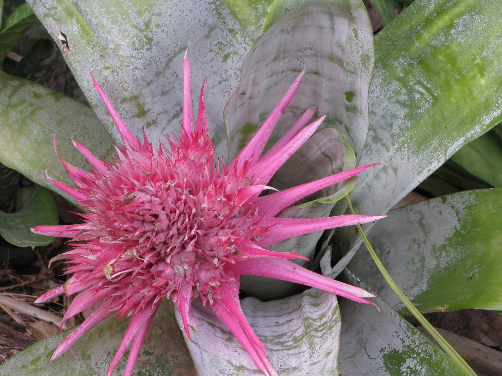 Pink Thistle Bromeliad (Aechmea Fasciata) — Aechmea fasciata serves as an excellent ground cover or a stunning accent in rock gardens or tropical settings