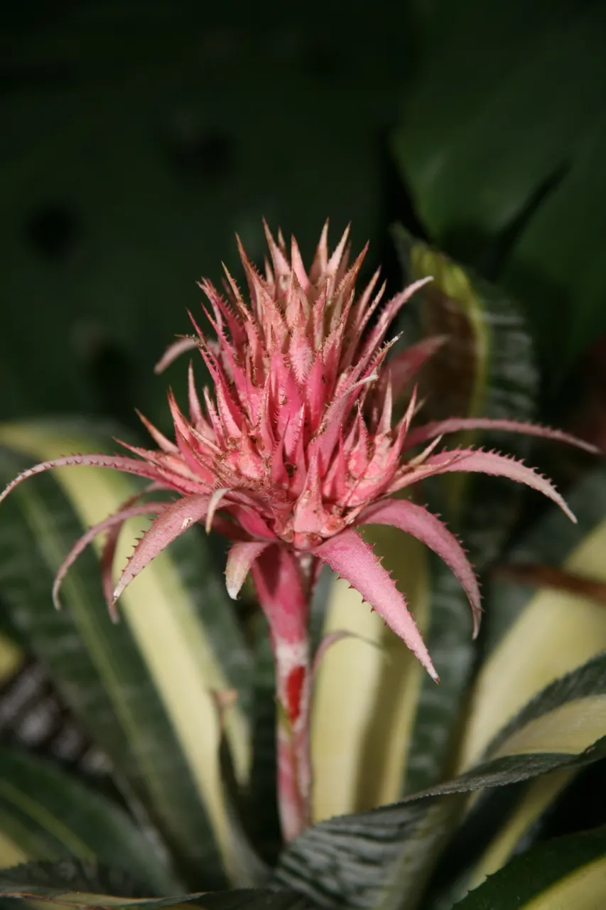 Pink Thistle Bromeliad (Aechmea Fasciata) — and during its long-lasting bloom; provide well-draining soil and allow the potting medium to dry, image 89