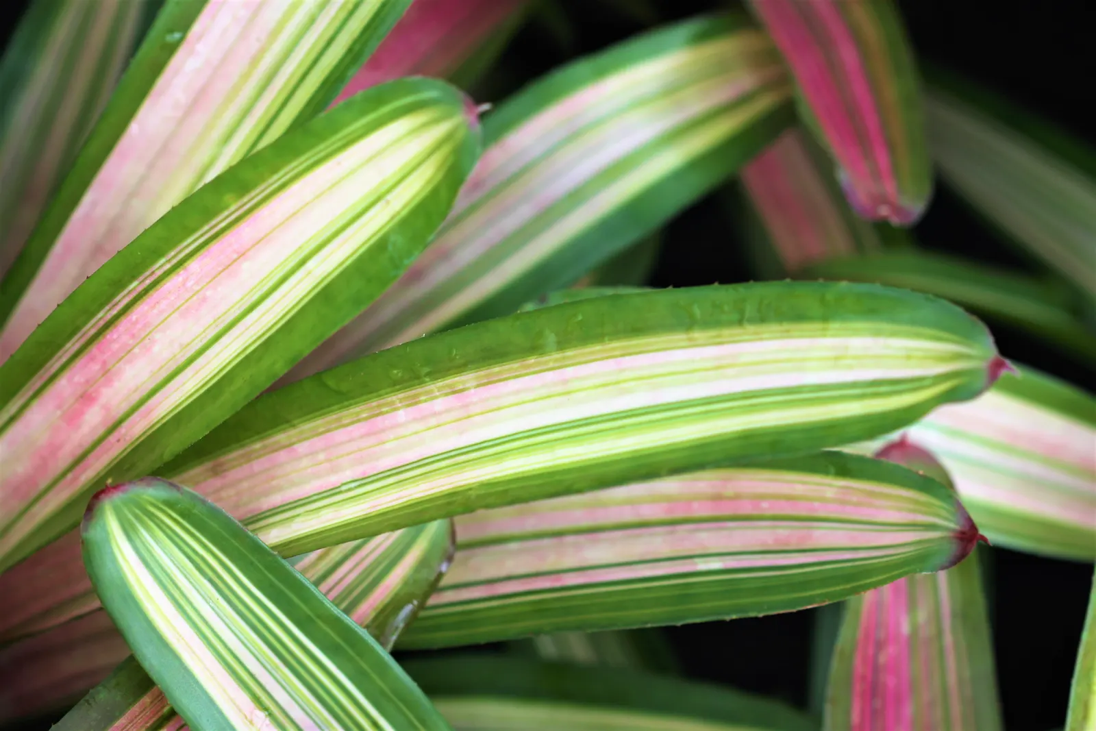 Pink Thistle Bromeliad (Aechmea Fasciata) — typically between 2 to 4 months; its prominent pink inflorescence, lasting for months, adds vibrant, image 90