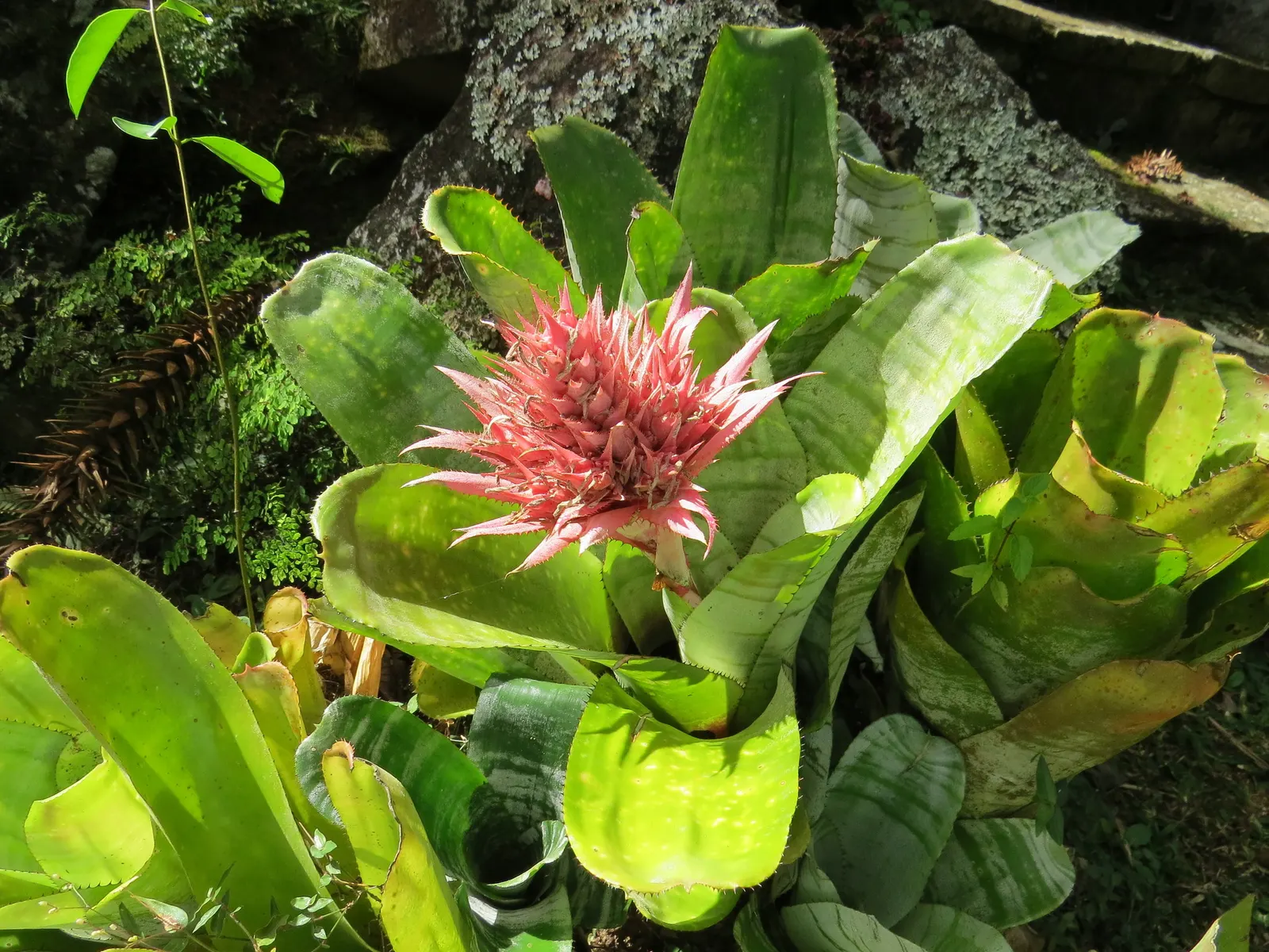 Pink Thistle Bromeliad (Aechmea Fasciata) — with a width of about 3 inches; the inflorescence provides a dramatic focal point within a, image 60