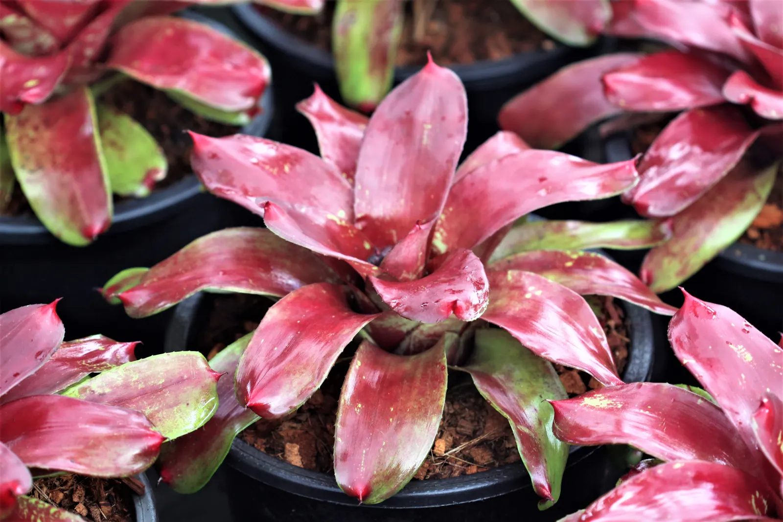 Pink Thistle Bromeliad (Aechmea Fasciata) — Aechmea fasciata prefers bright; pink and red flowers in the garden, image 68