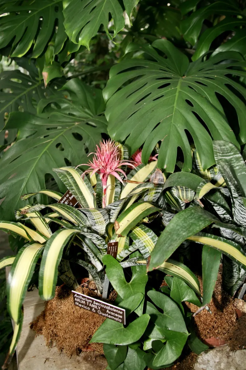 Pink Thistle Bromeliad (Aechmea Fasciata) — Provide well-draining soil and allow the potting medium to dry slightly between waterings; which, image 95