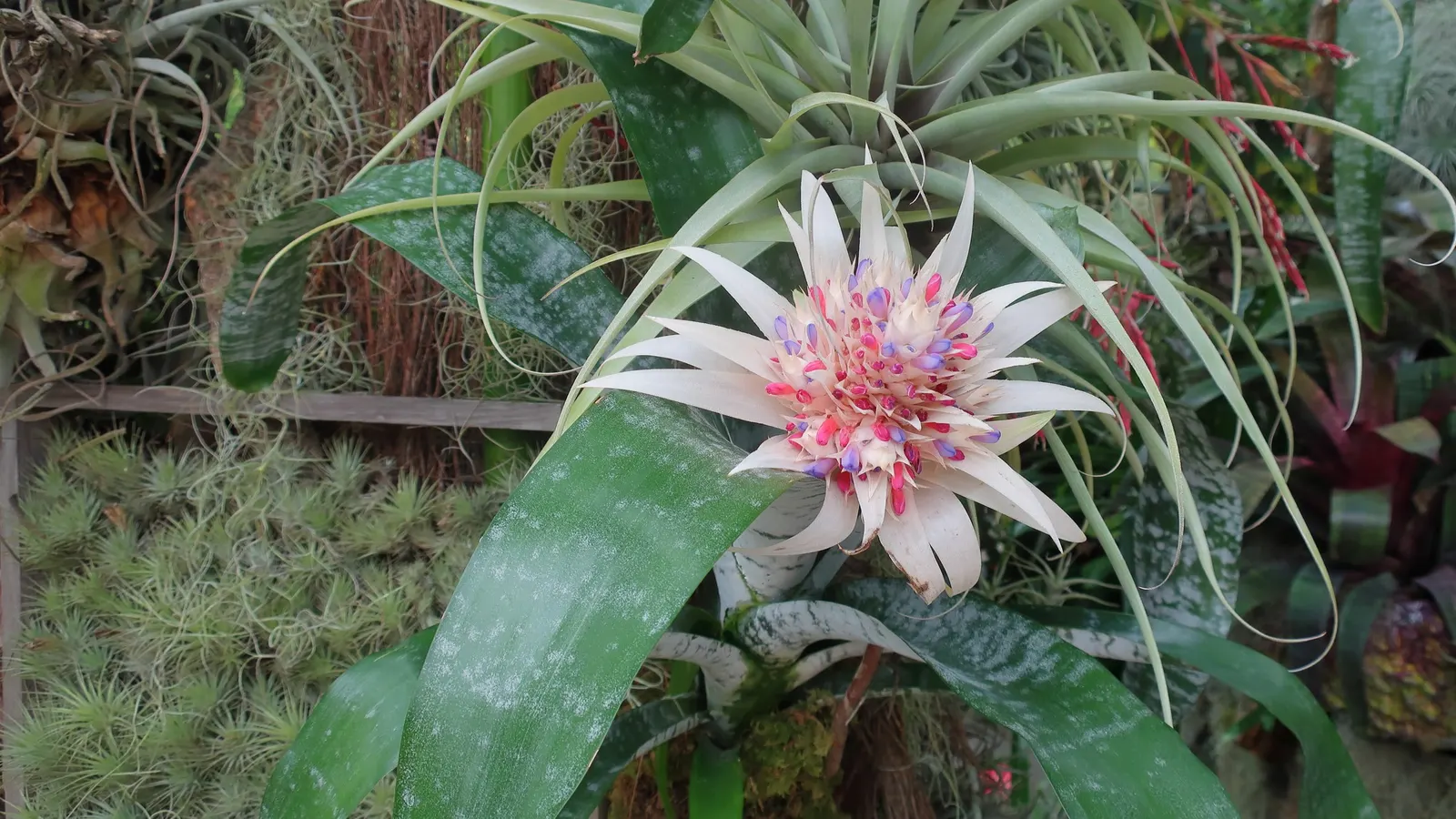 Pink Thistle Bromeliad (Aechmea Fasciata) — is a striking evergreen perennial prized for its ornamental appeal; and during its long-lasting bloom, image 56