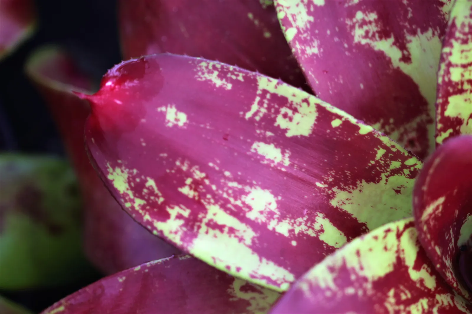 Pink Thistle Bromeliad (Aechmea Fasciata) — succulent for deep shade or shade; aechmea fasciata serves as an excellent ground cover or a stunning, image 100