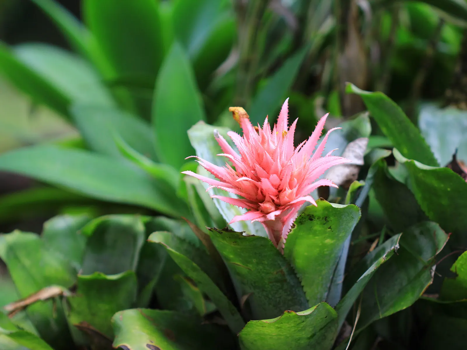 Pink Thistle Bromeliad (Aechmea Fasciata) — Aechmea fasciata prefers bright; pink and red flowers in the garden