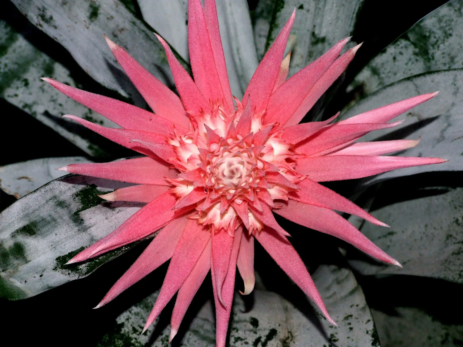 Pink Thistle Bromeliad (Aechmea Fasciata) — typically between 2 to 4 months; its prominent pink inflorescence, lasting for months, adds vibrant, image 65