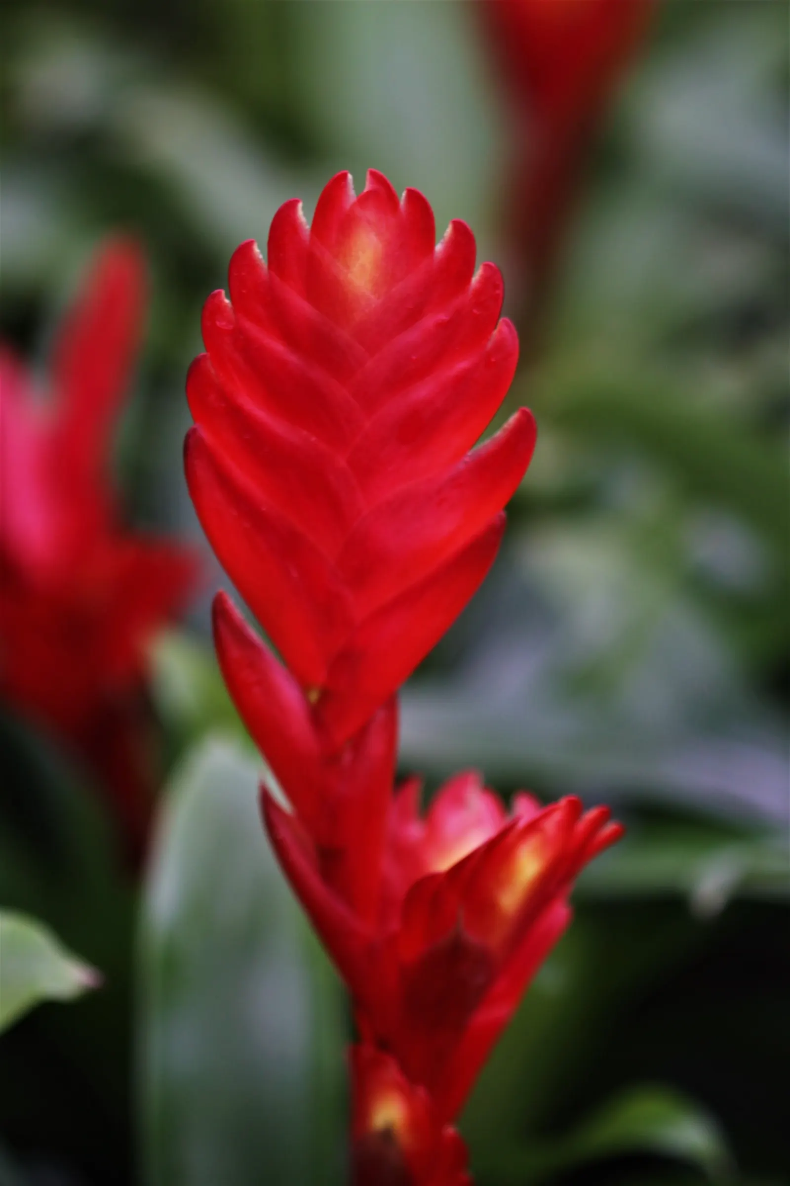 Pink Thistle Bromeliad (Aechmea Fasciata) — leathery leaves that typically span up to 18 inches in length; with a width of about 3 inches, image 84