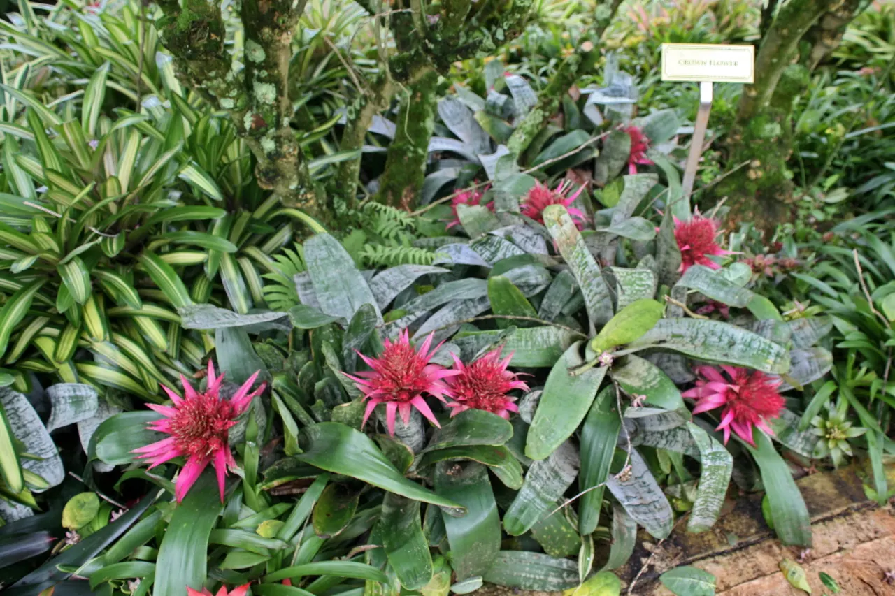 Pink Thistle Bromeliad (Aechmea Fasciata) — typically between 2 to 4 months; its prominent pink inflorescence, lasting for months, adds vibrant accents to any
