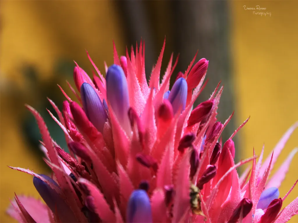 Pink Thistle Bromeliad (Aechmea Fasciata) — leathery leaves that typically span up to 18 inches in length; with a width of about 3 inches