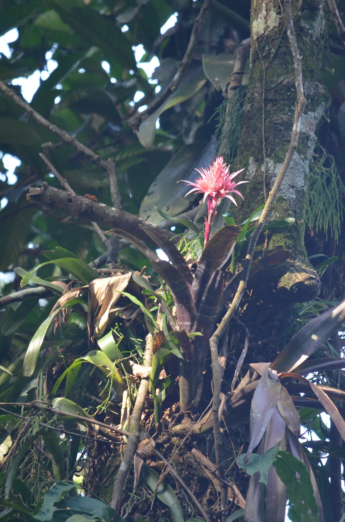Pink Thistle Bromeliad (Aechmea Fasciata) — Suitable for USDA zones 10-11, it makes an exotic, low-maintenance statement in temperate garden, image 79