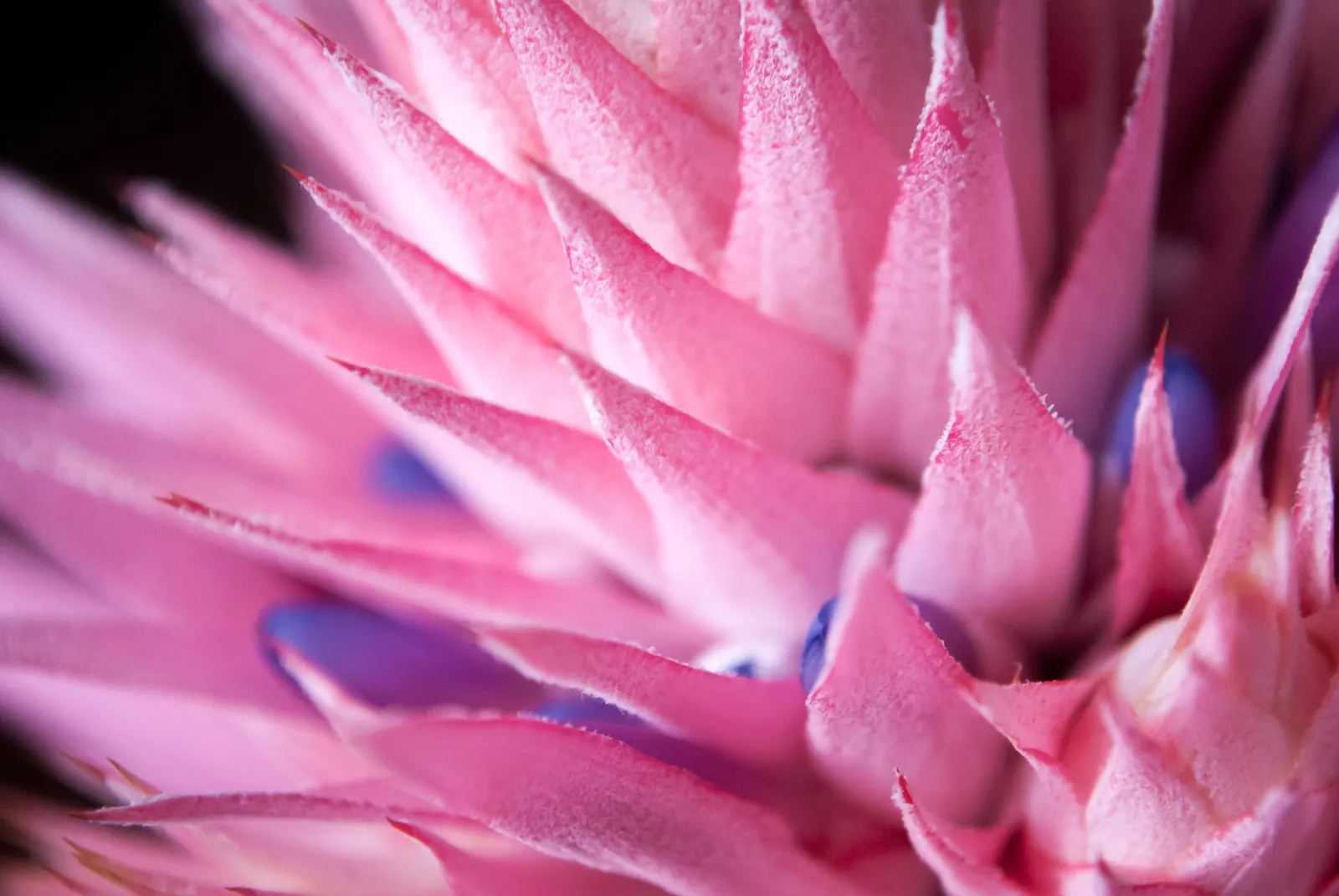 Pink Thistle Bromeliad (Aechmea Fasciata) — This robust plant prefers partial shade to filtered light and requires well-draining soil