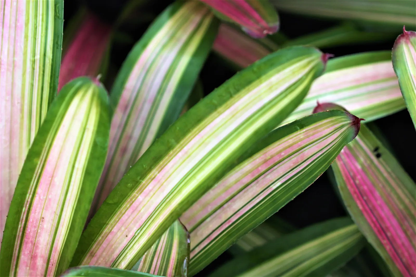 Pink Thistle Bromeliad (Aechmea Fasciata) — Hailing from the bromeliad family; be sure to fill the central "tank" formed by the leaf rosette with, image 57